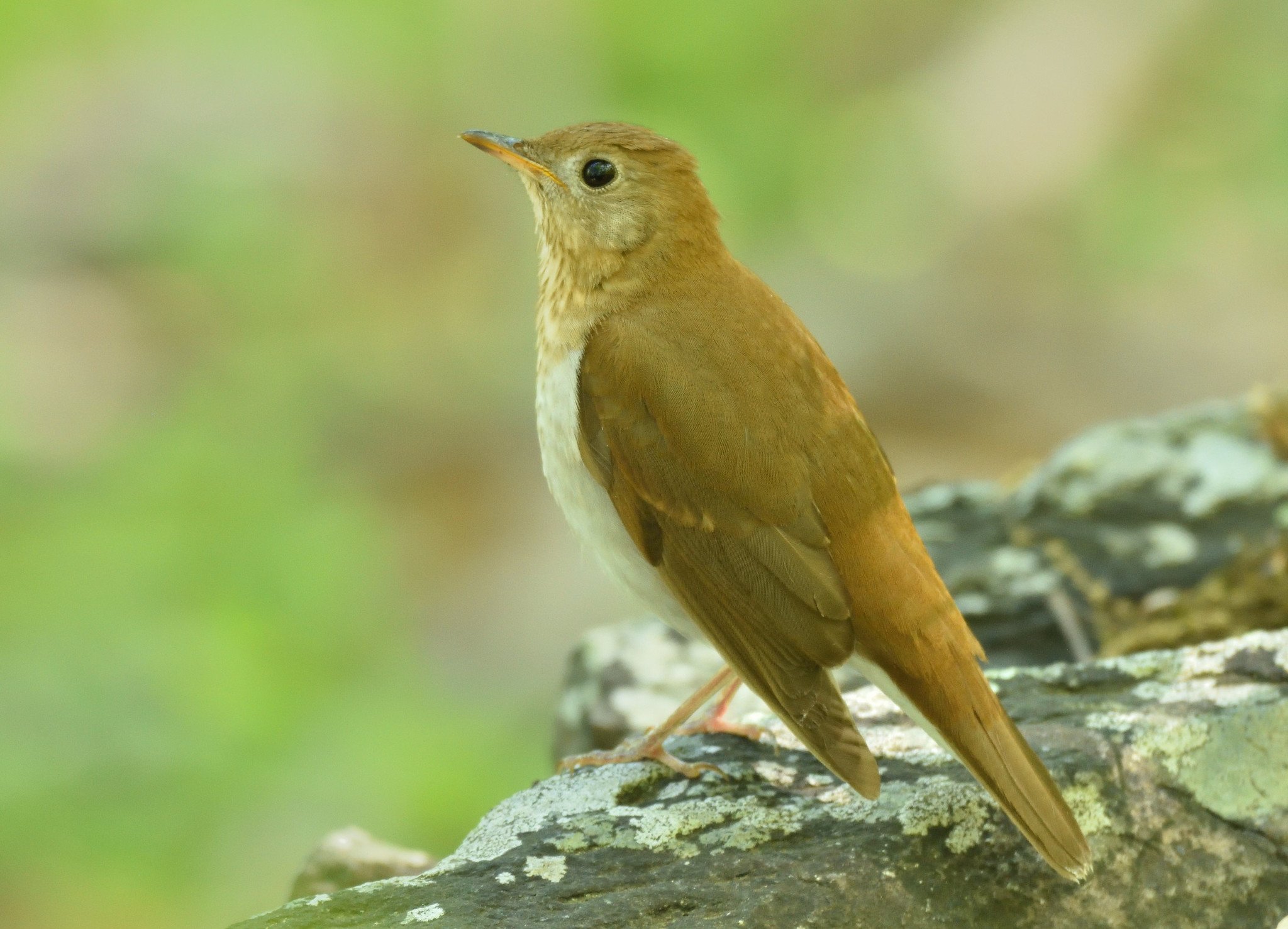 Hermit thrush