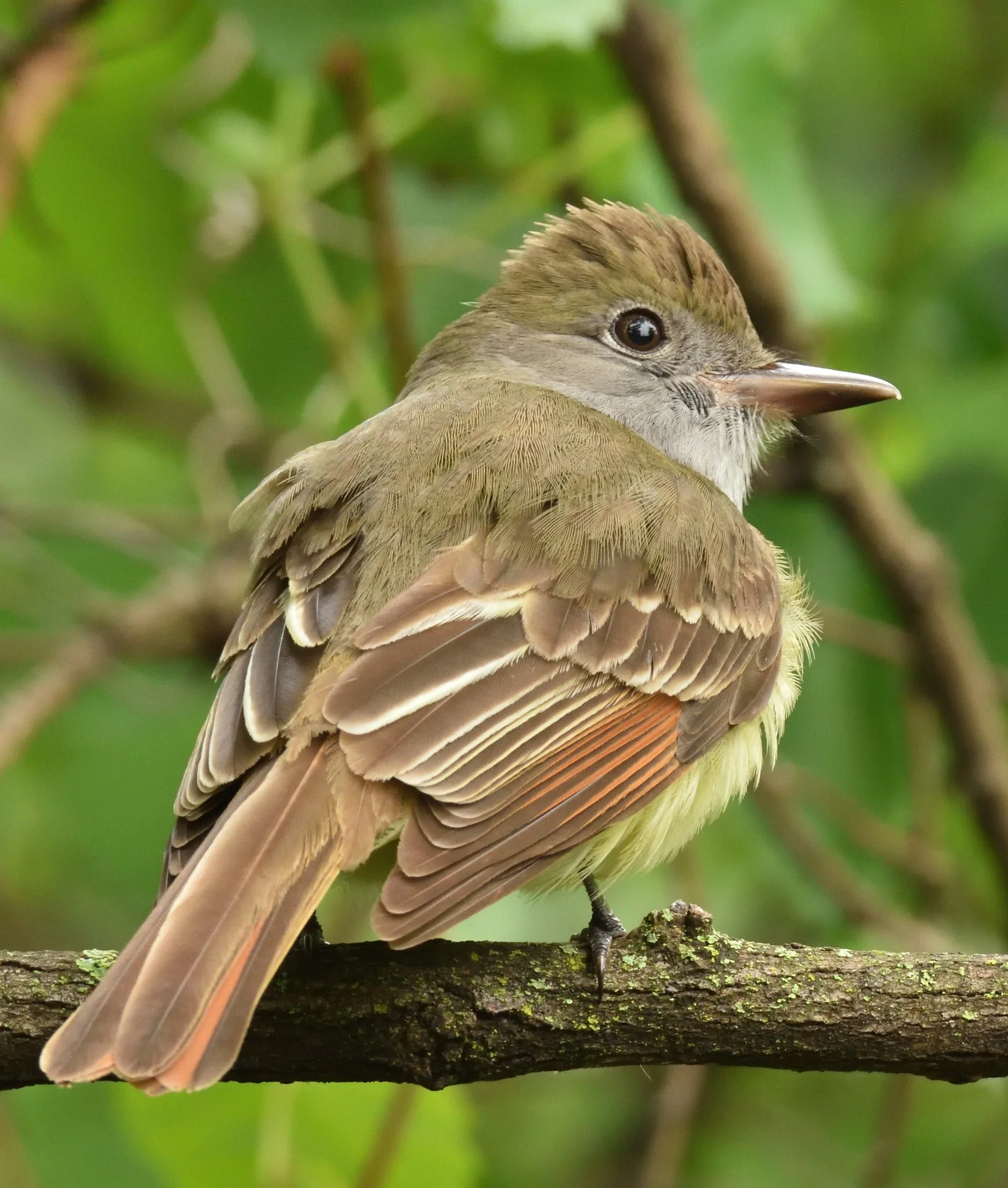 Great-crested flycatcher