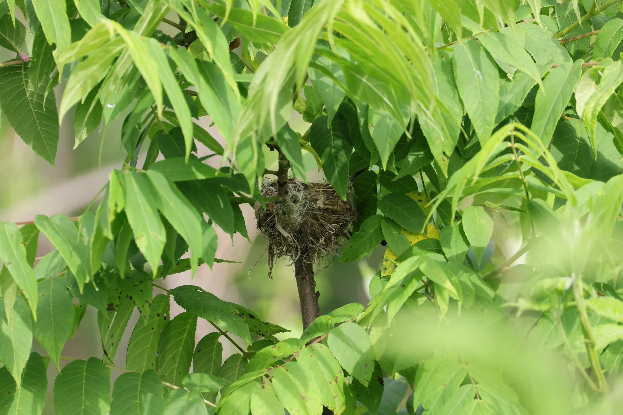 Nest of Eastern Phoebe