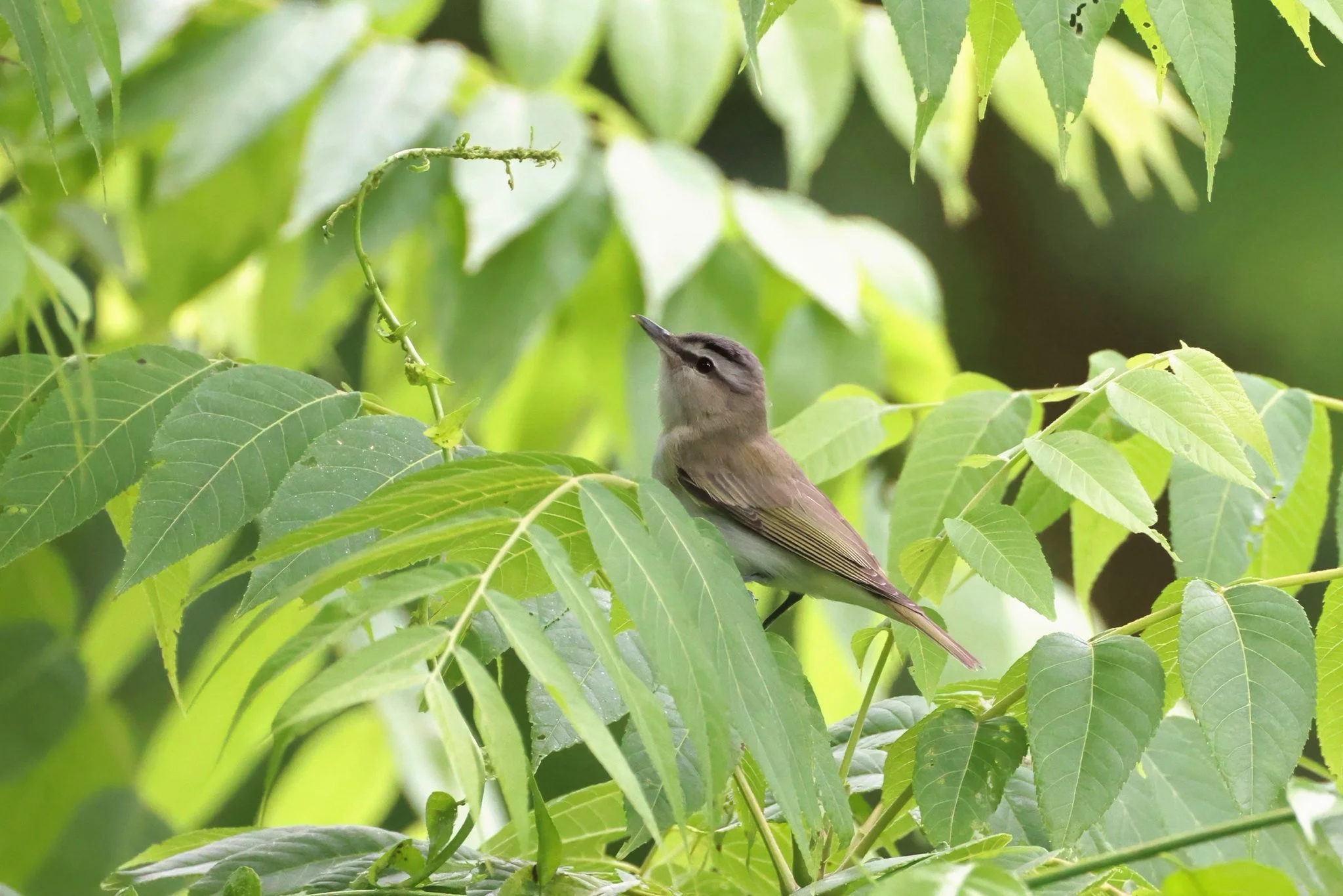 REVI  red-eyed vireo