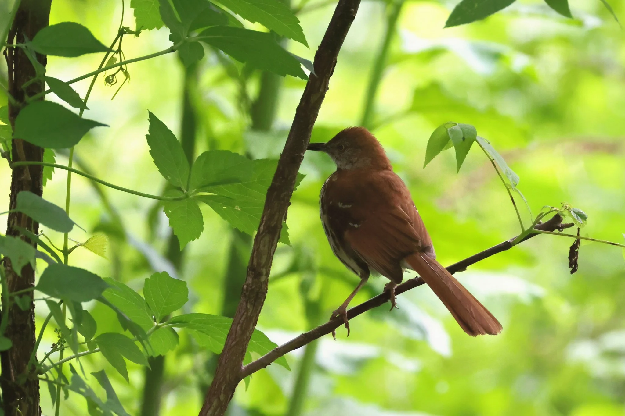 BRTH  brown thrasher
