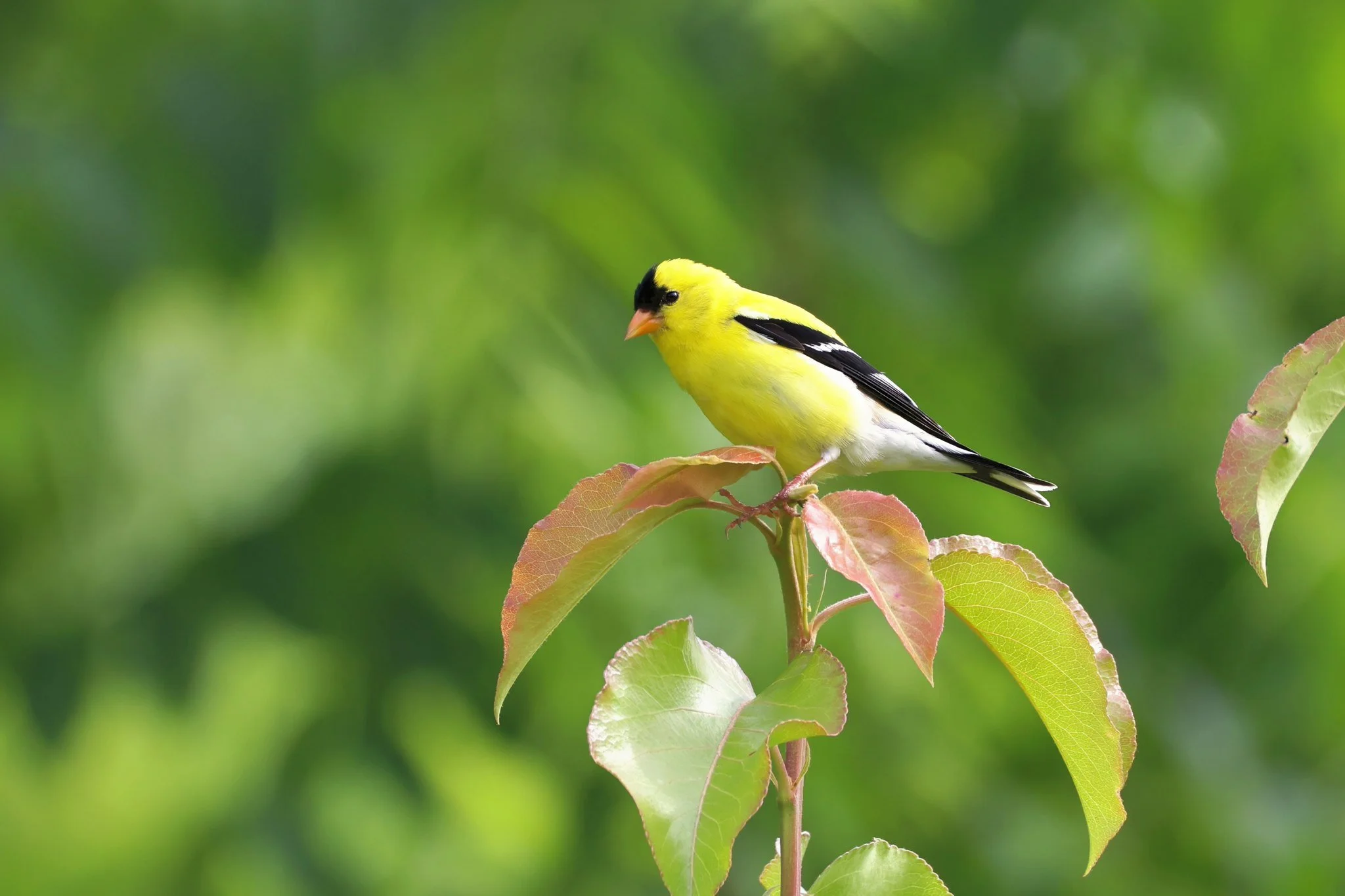 AMGO  American goldfinch