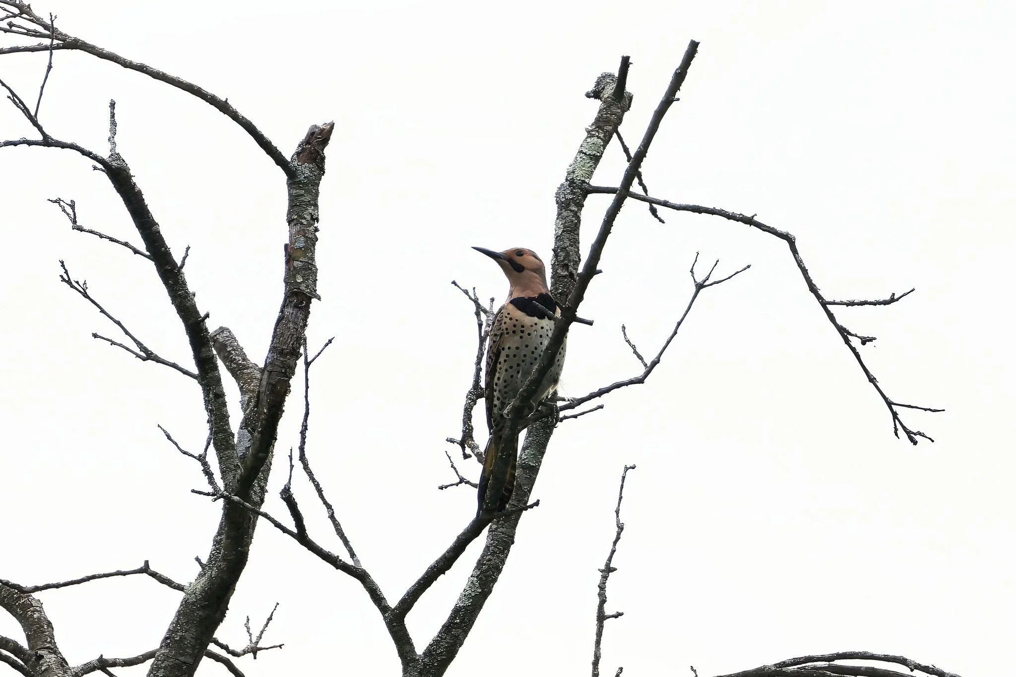 NOFL northern flicker