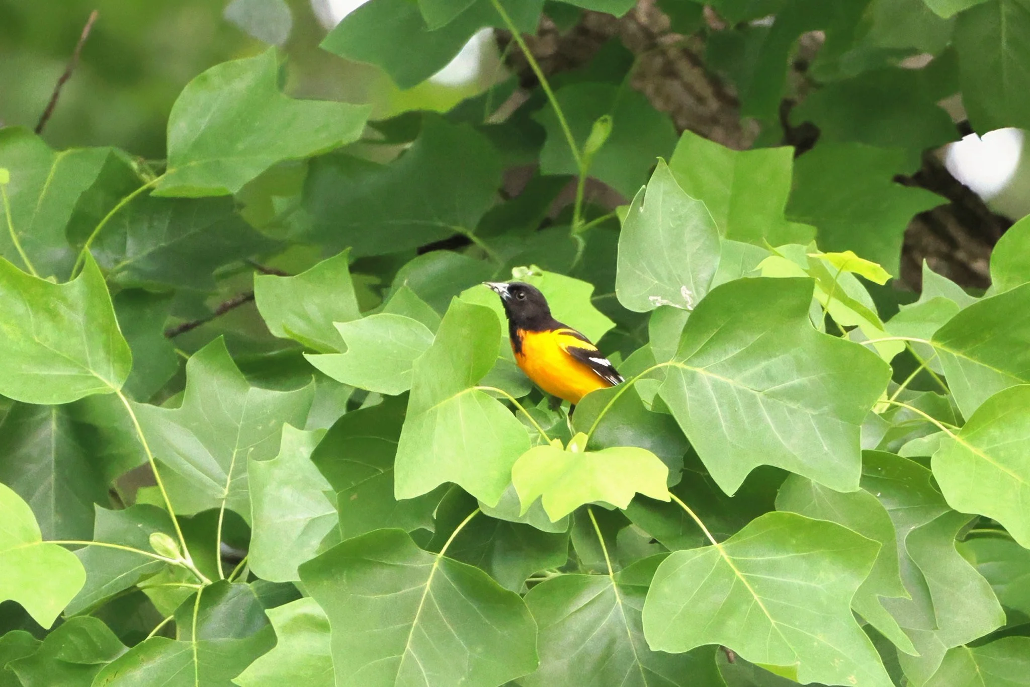 BAOR  Baltimore oriole