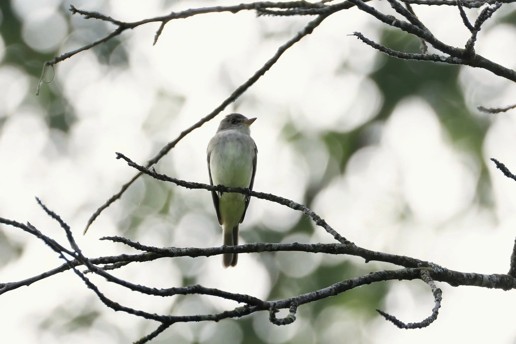 WIFL  willow flycatcher