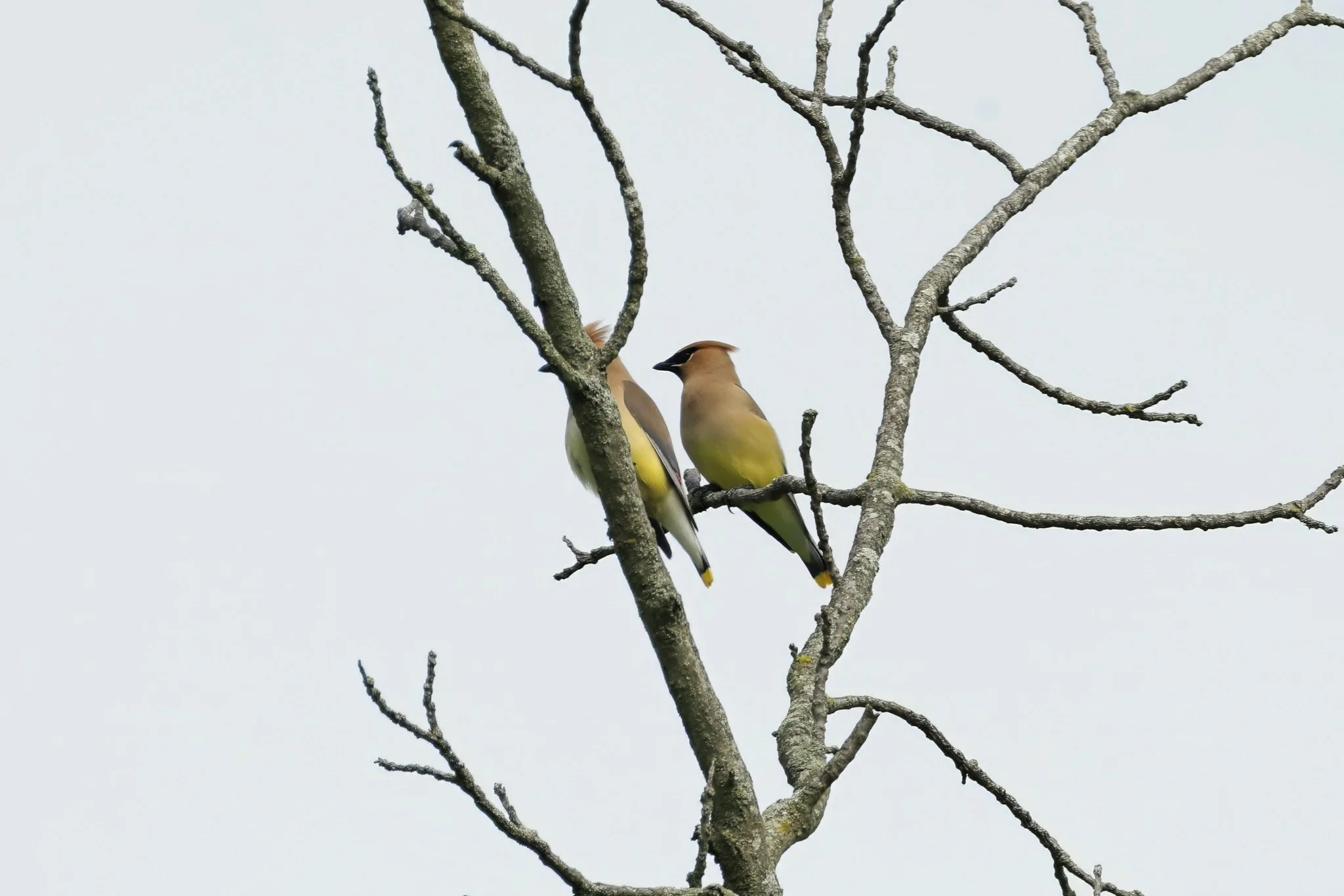 CEWA  cedar waxwings