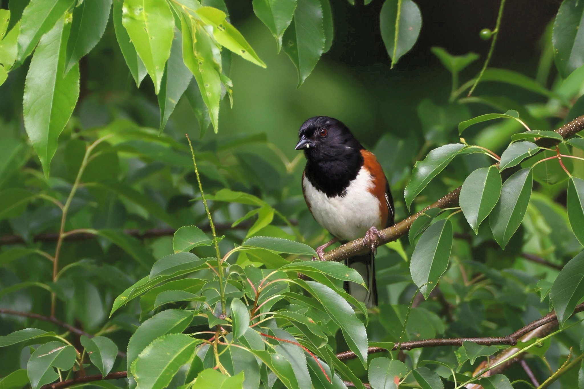 EATO eastern towhee