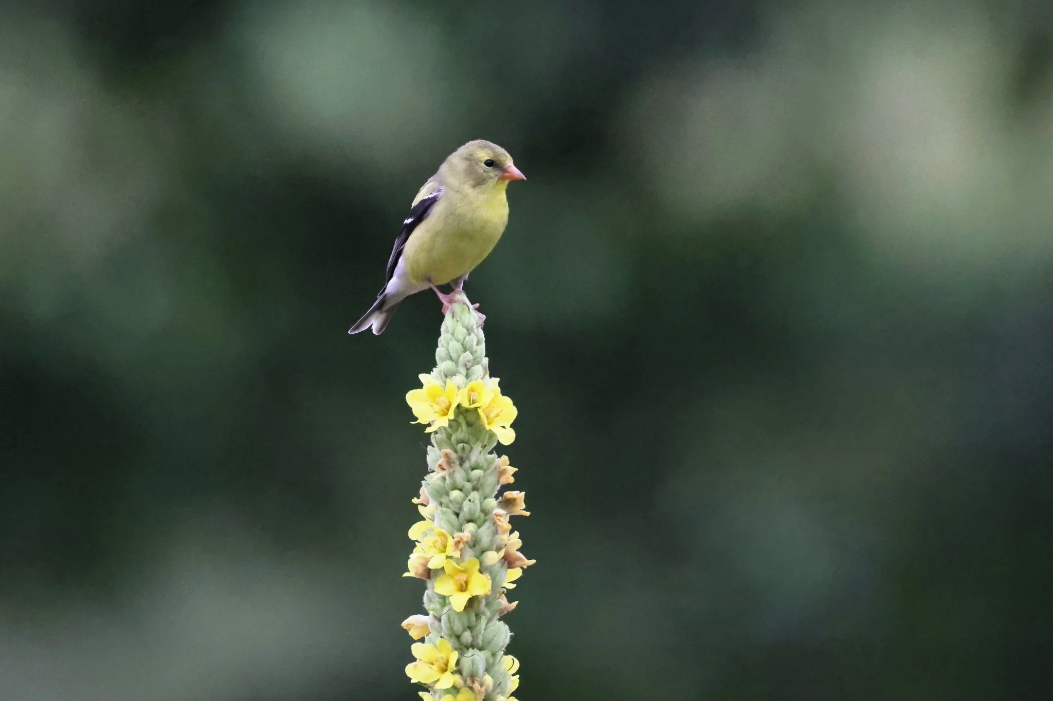 AMGO American goldfinch on mullein