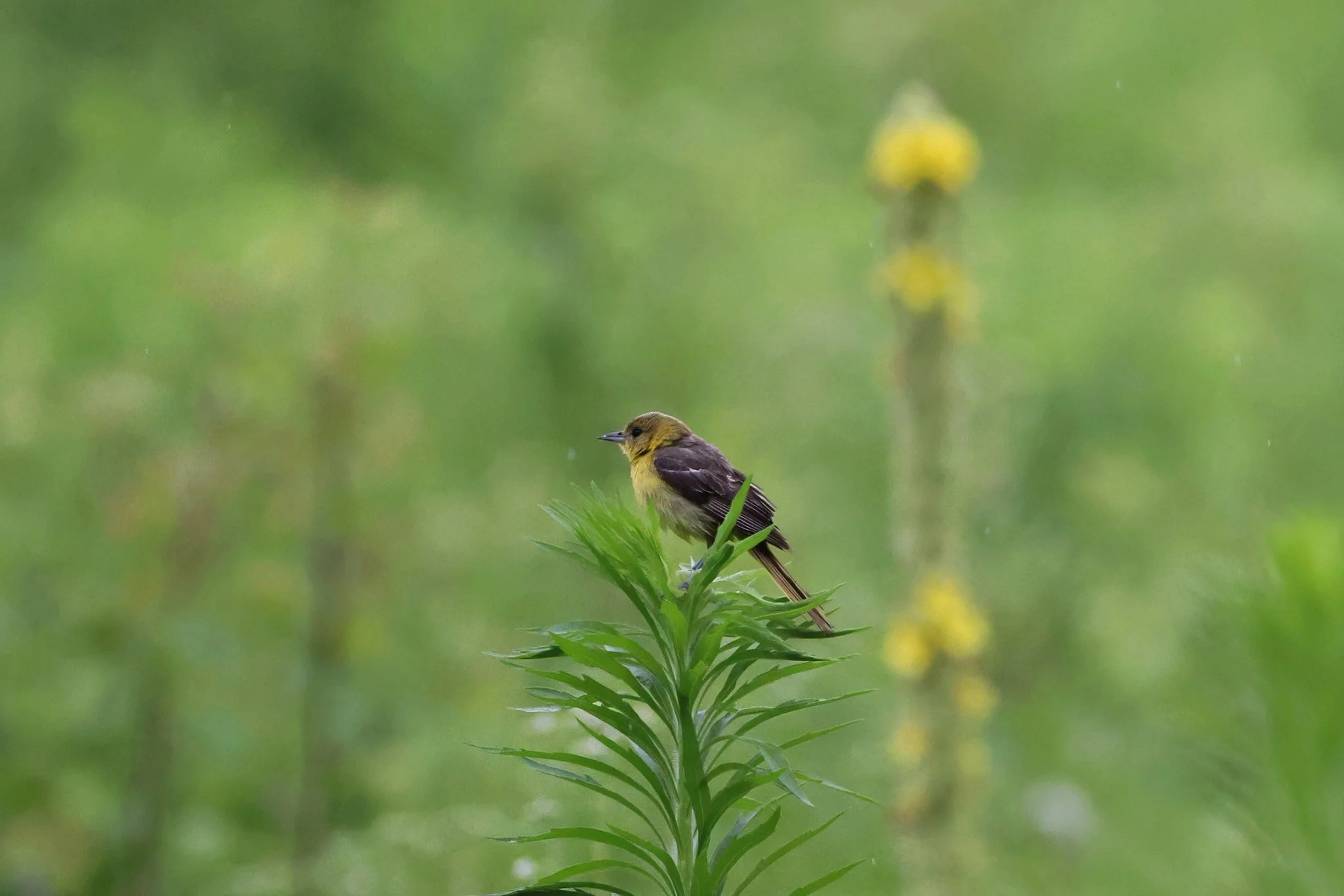 OROR orchard oriole in meadow