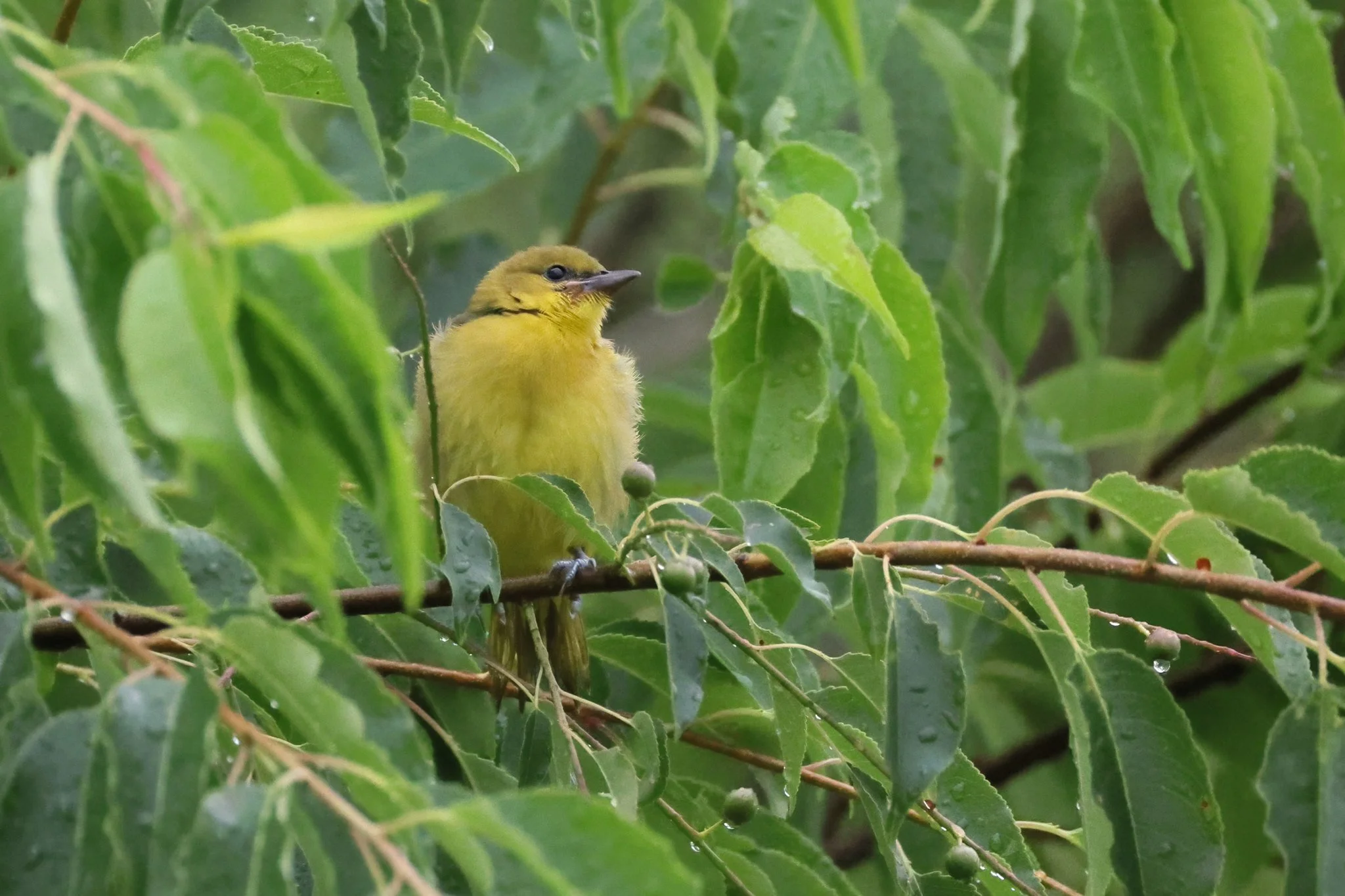 OROR orchard oriole juvenile in tree