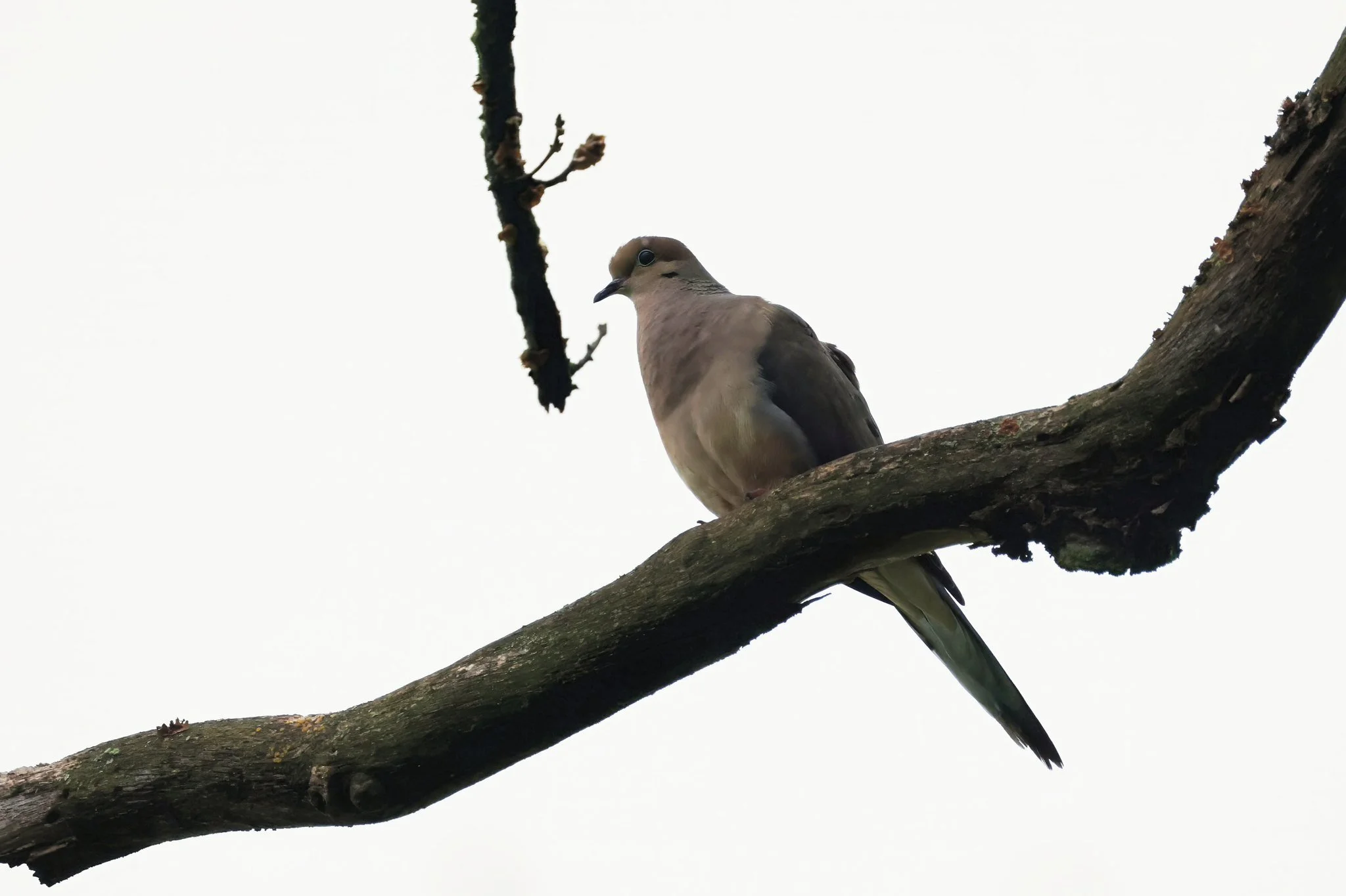 MODO mourning dove