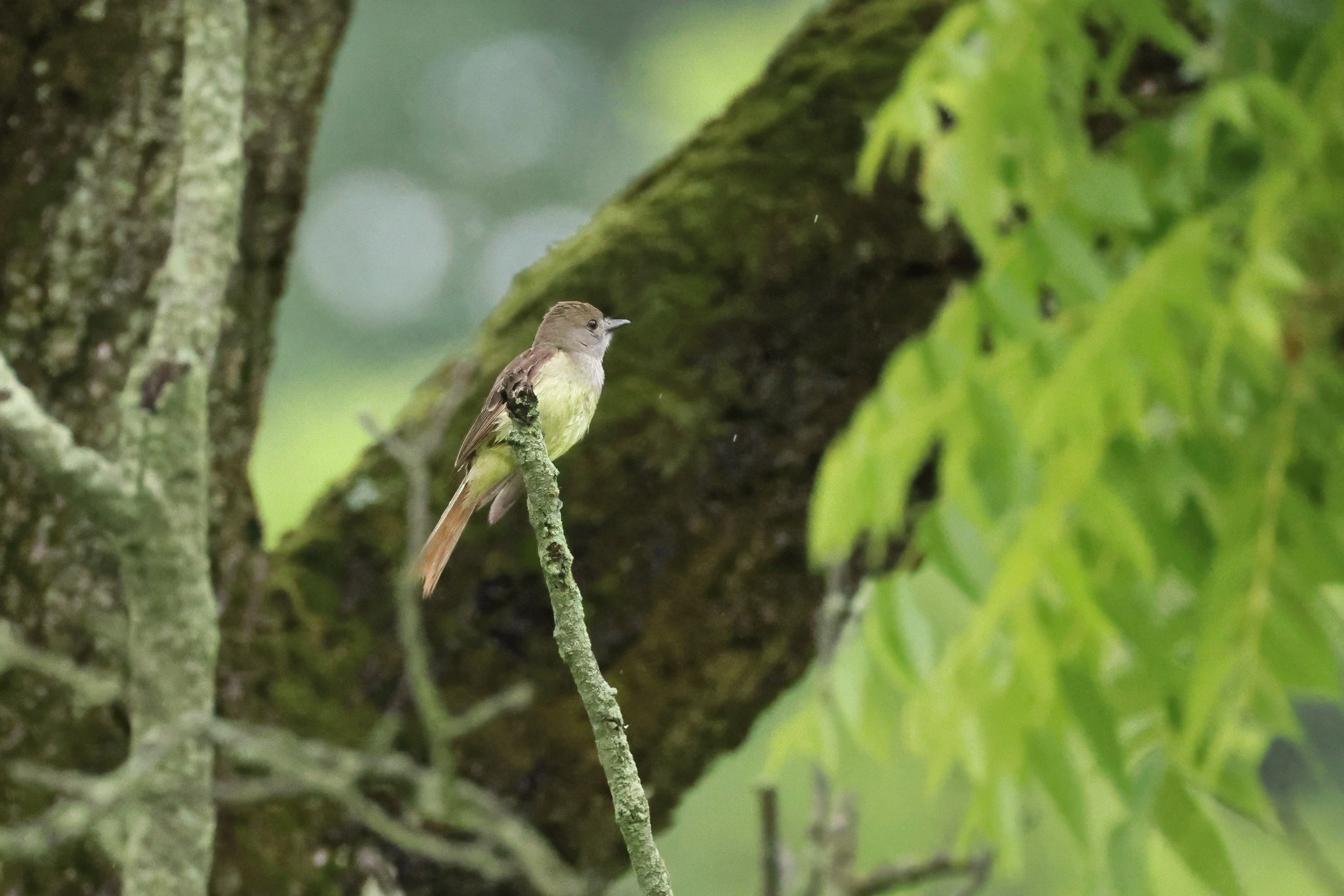 GCFL great crested flycatcher