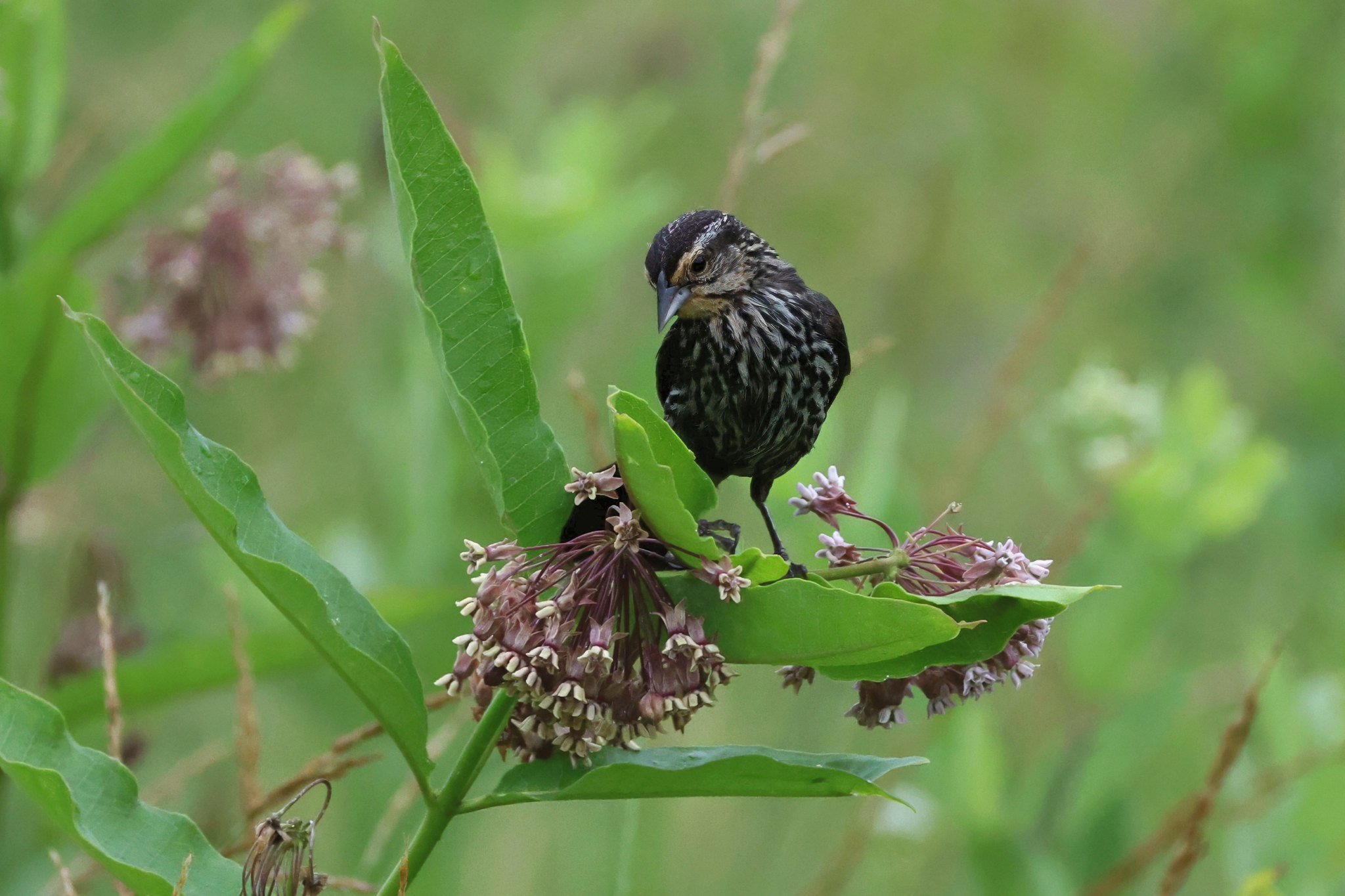 RWBL red-wing blackbird female