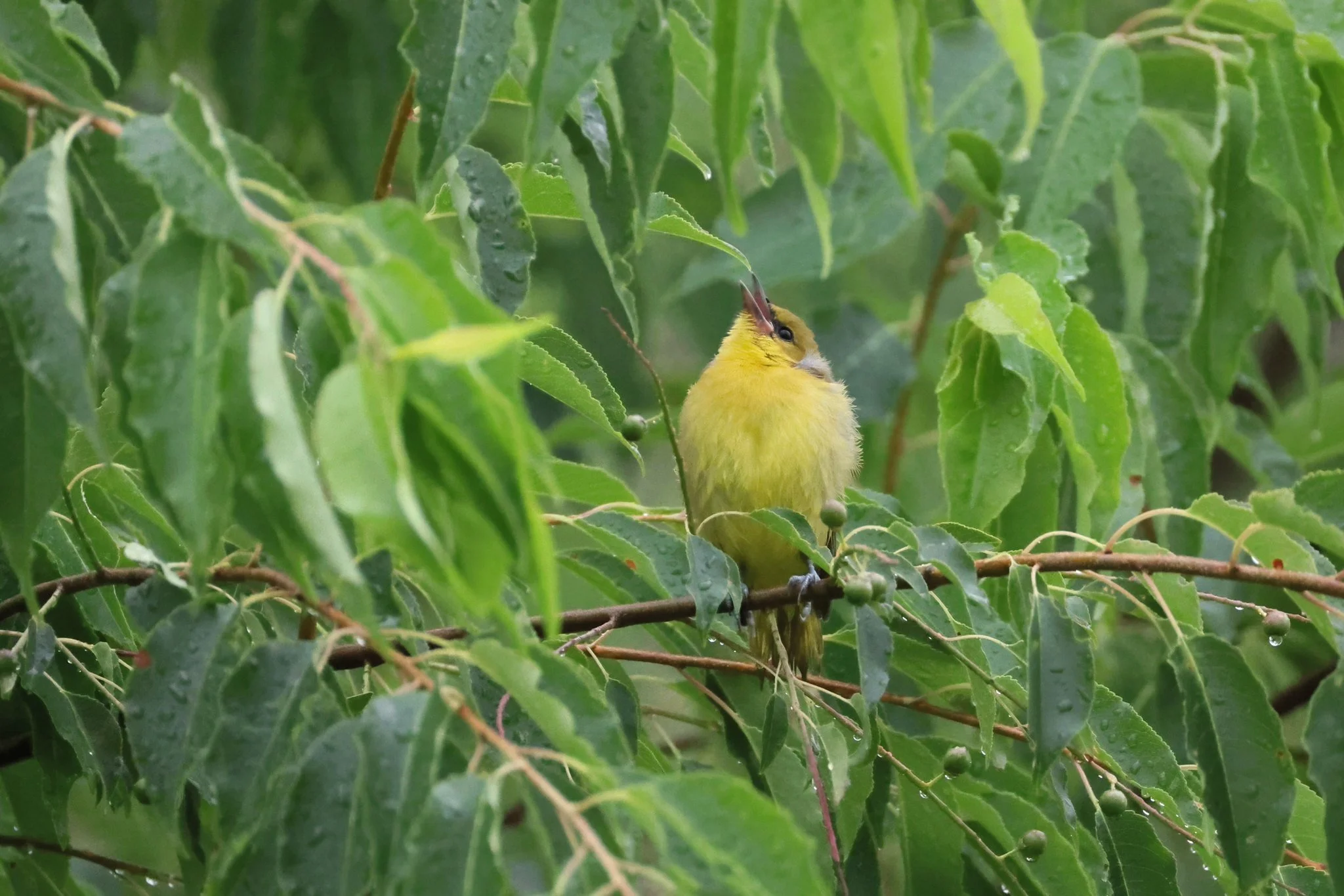 OROR orchard oriole juvenile waiting for food