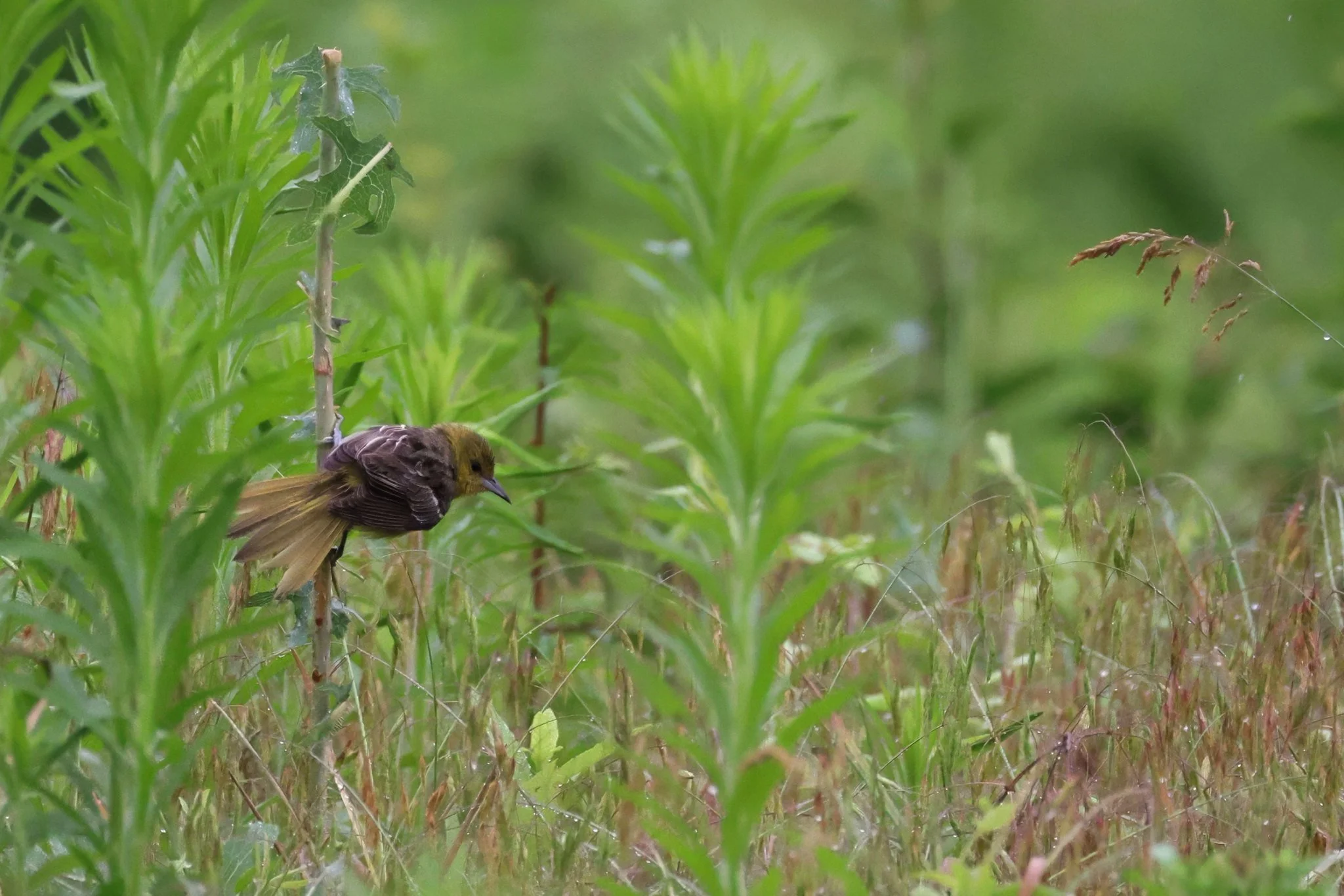 OROR Orchard Oriole meadow vegetation