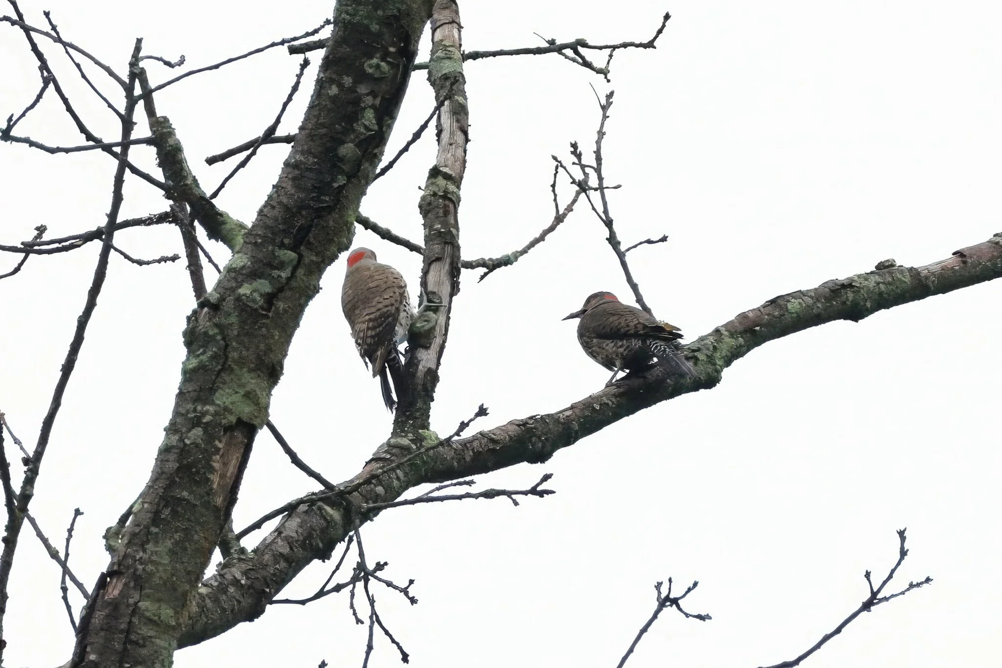 NOFL northern flickers
