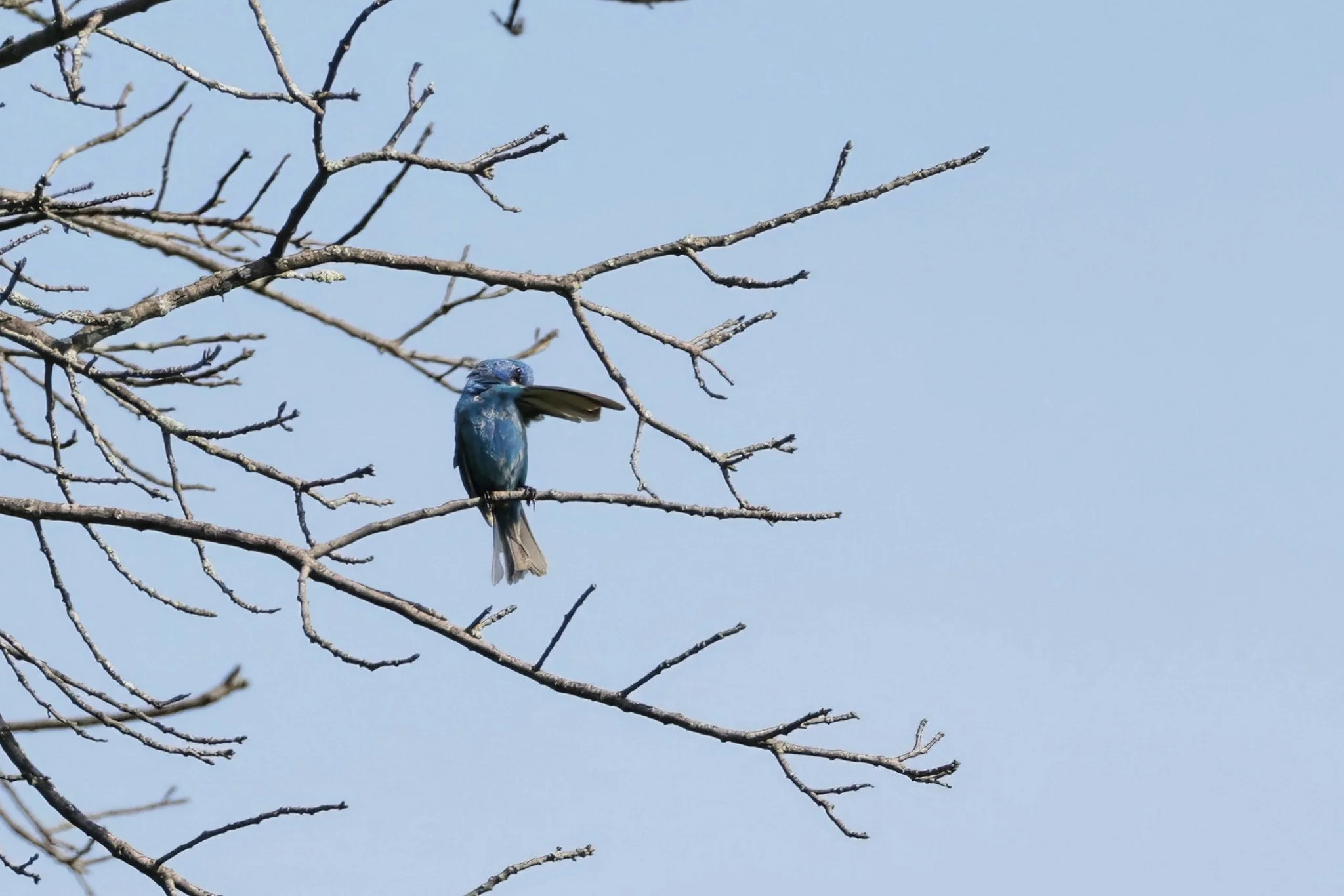 INBU Indigo Bunting male