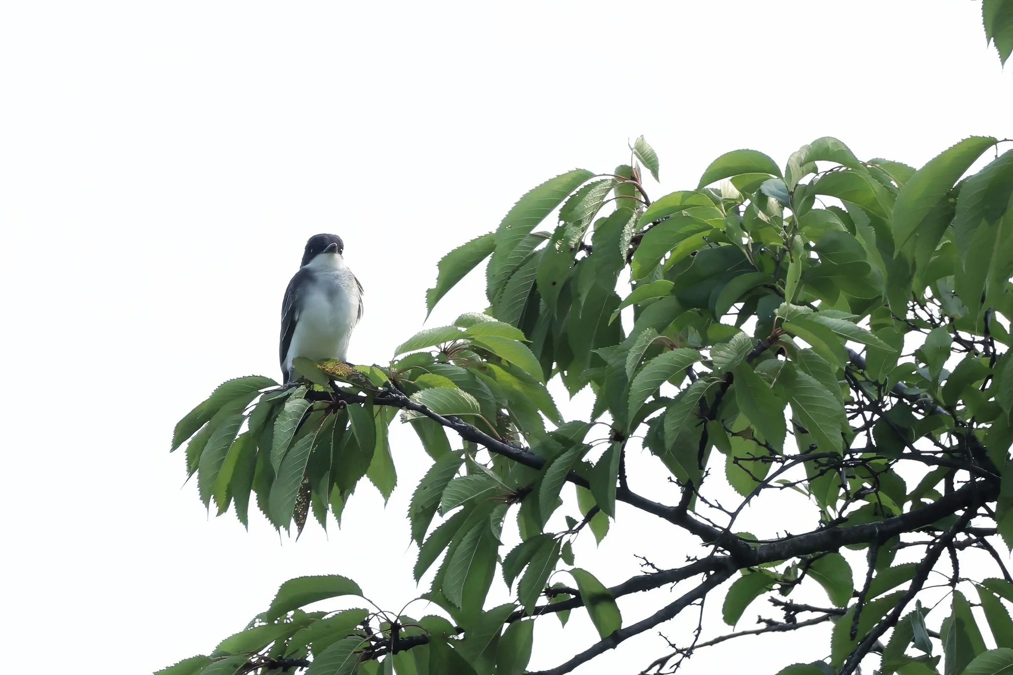 Eastern Kingbird