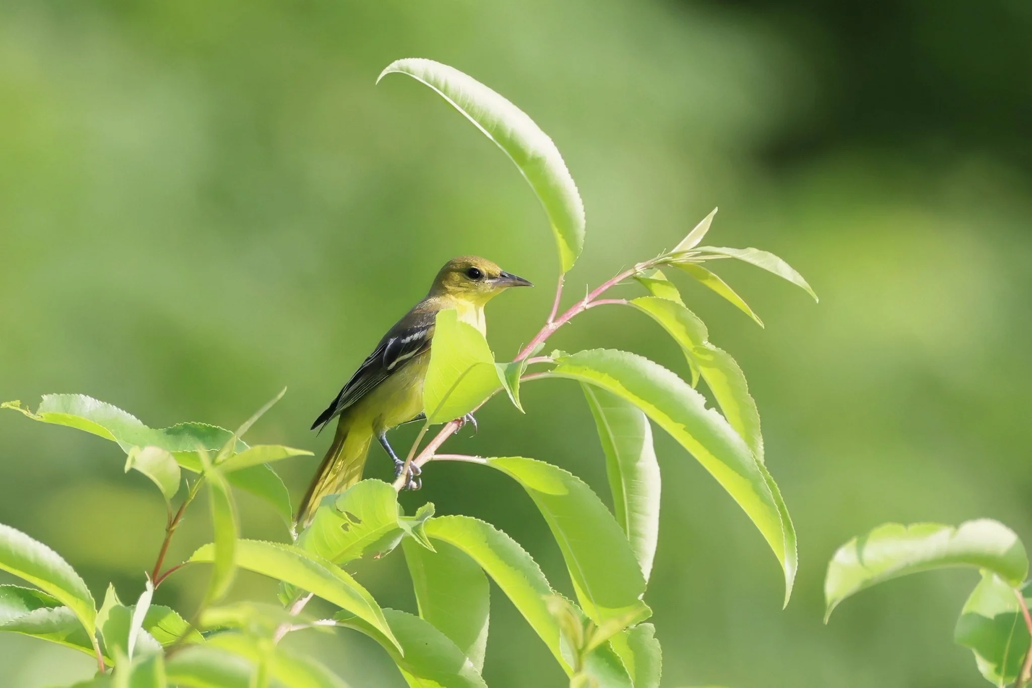 OROR Orchard Oriole female