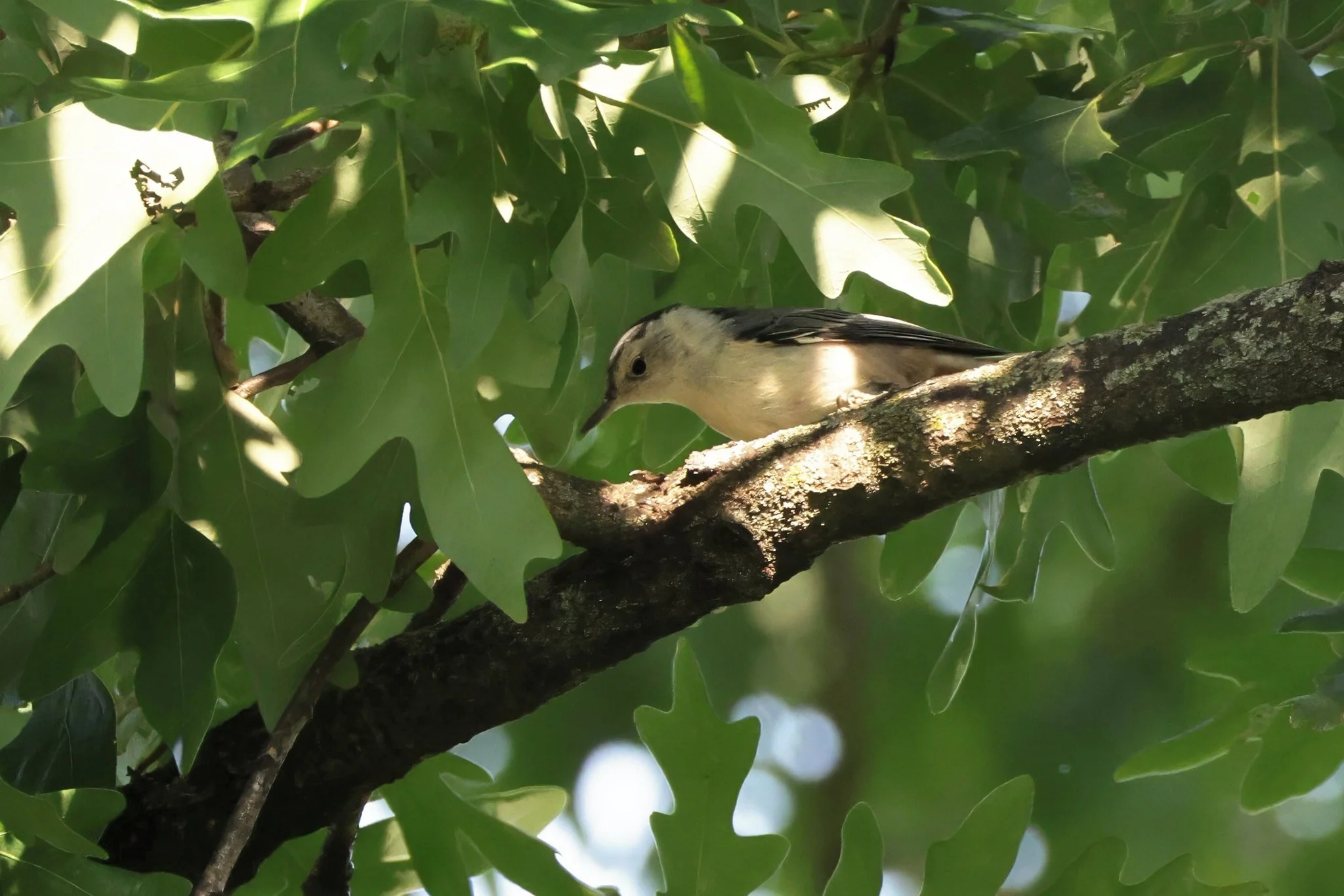 WBNU White-breasted Nuthatch