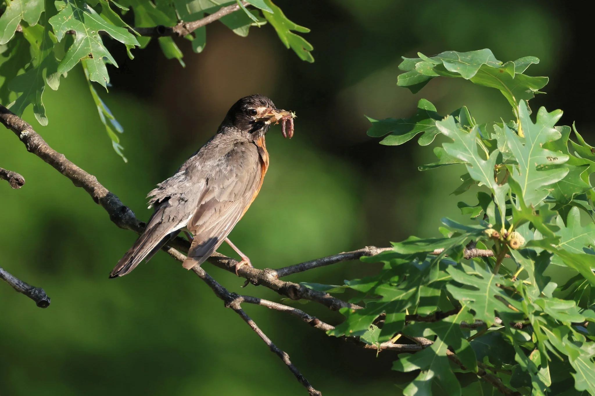 AMRO American Robin