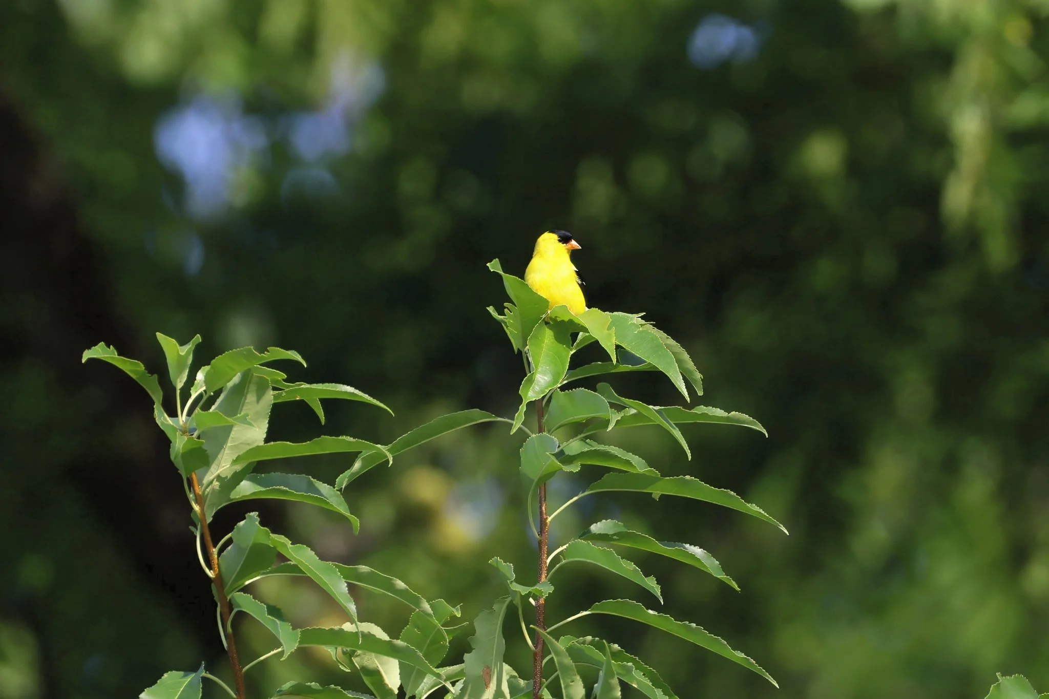 AMGO American Goldfinch male