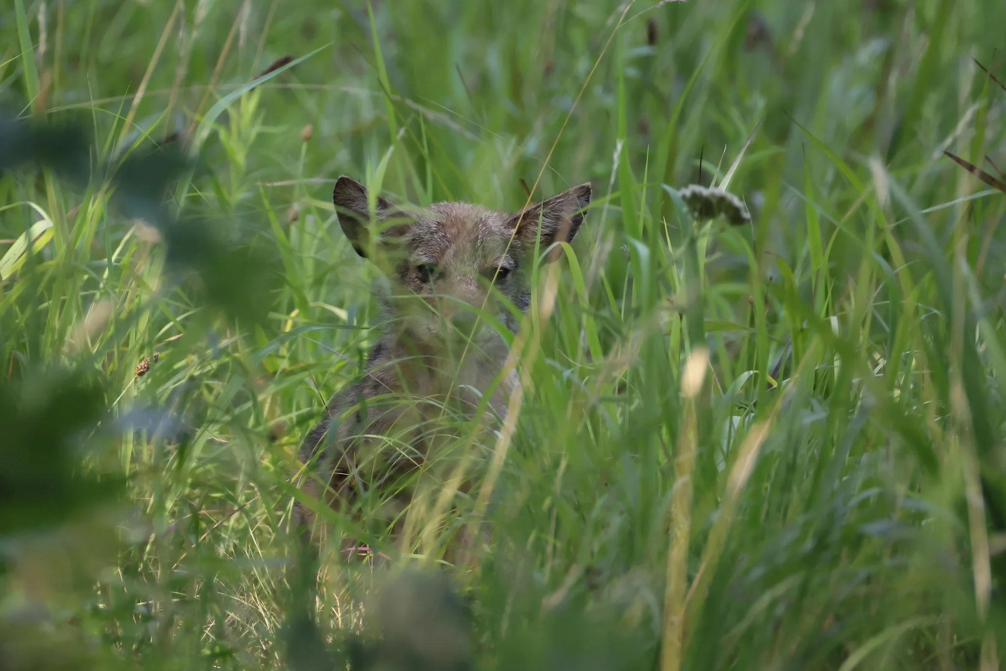 Red Fox kit