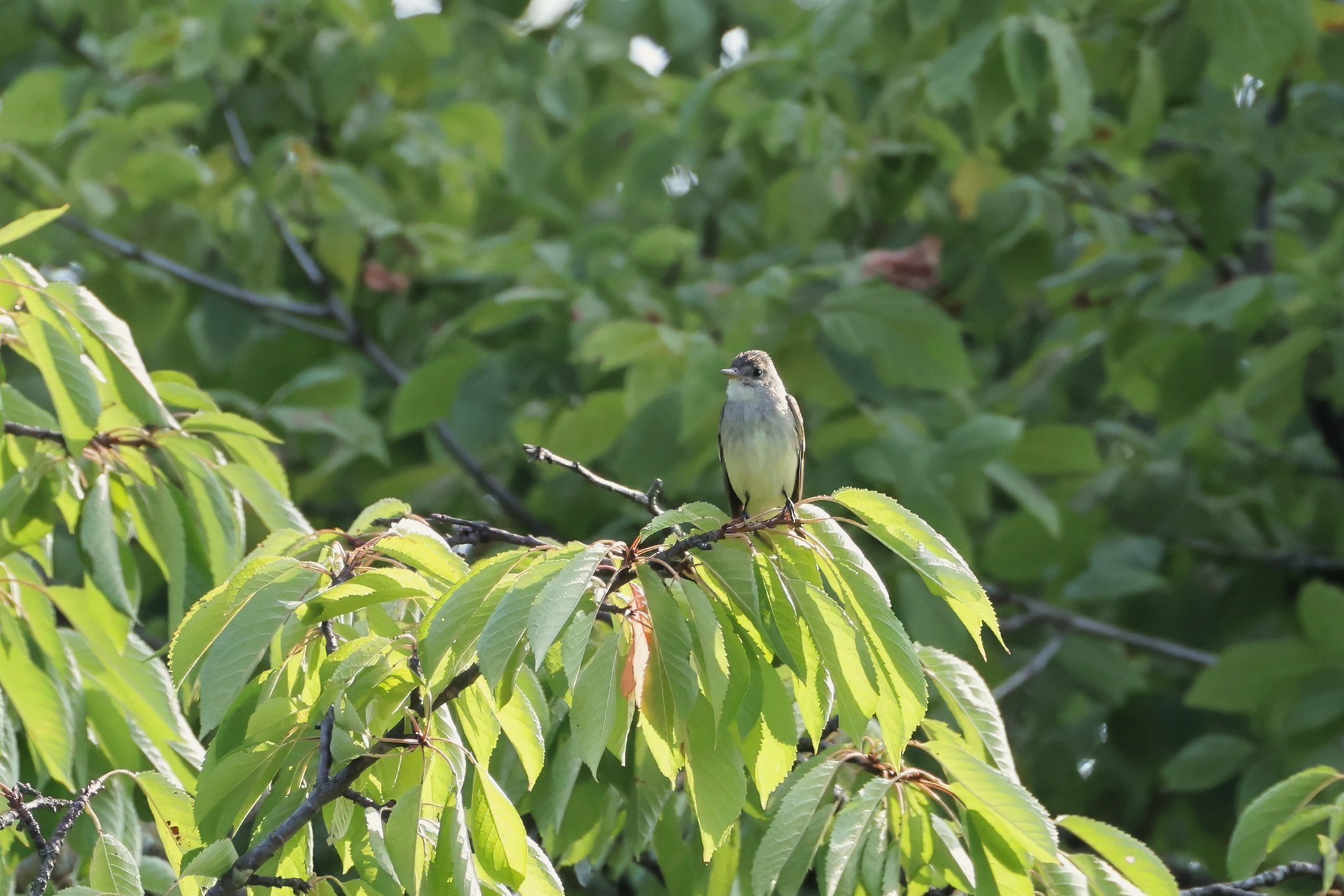 EAKI Eastern Kingbird
