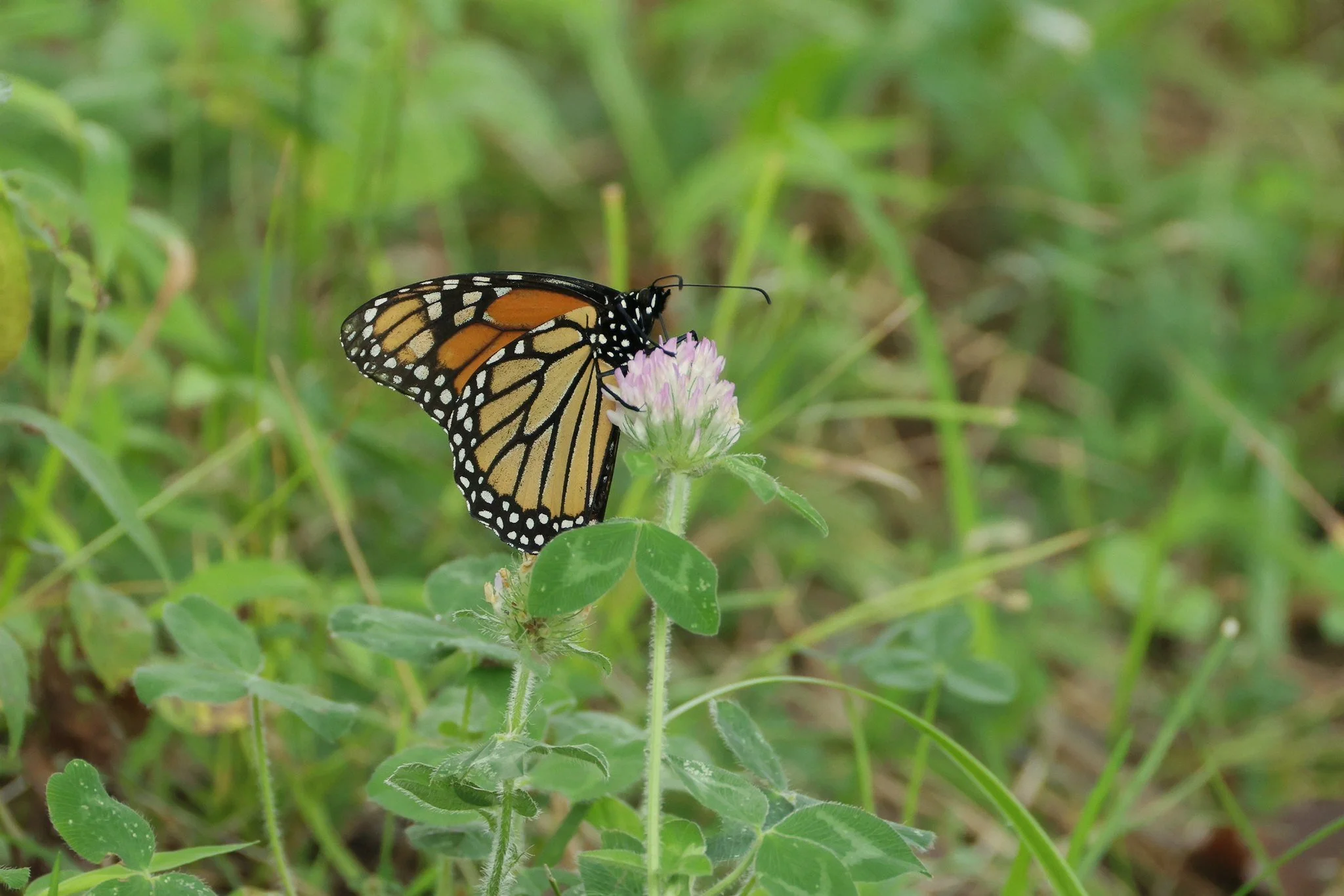 Monarch
