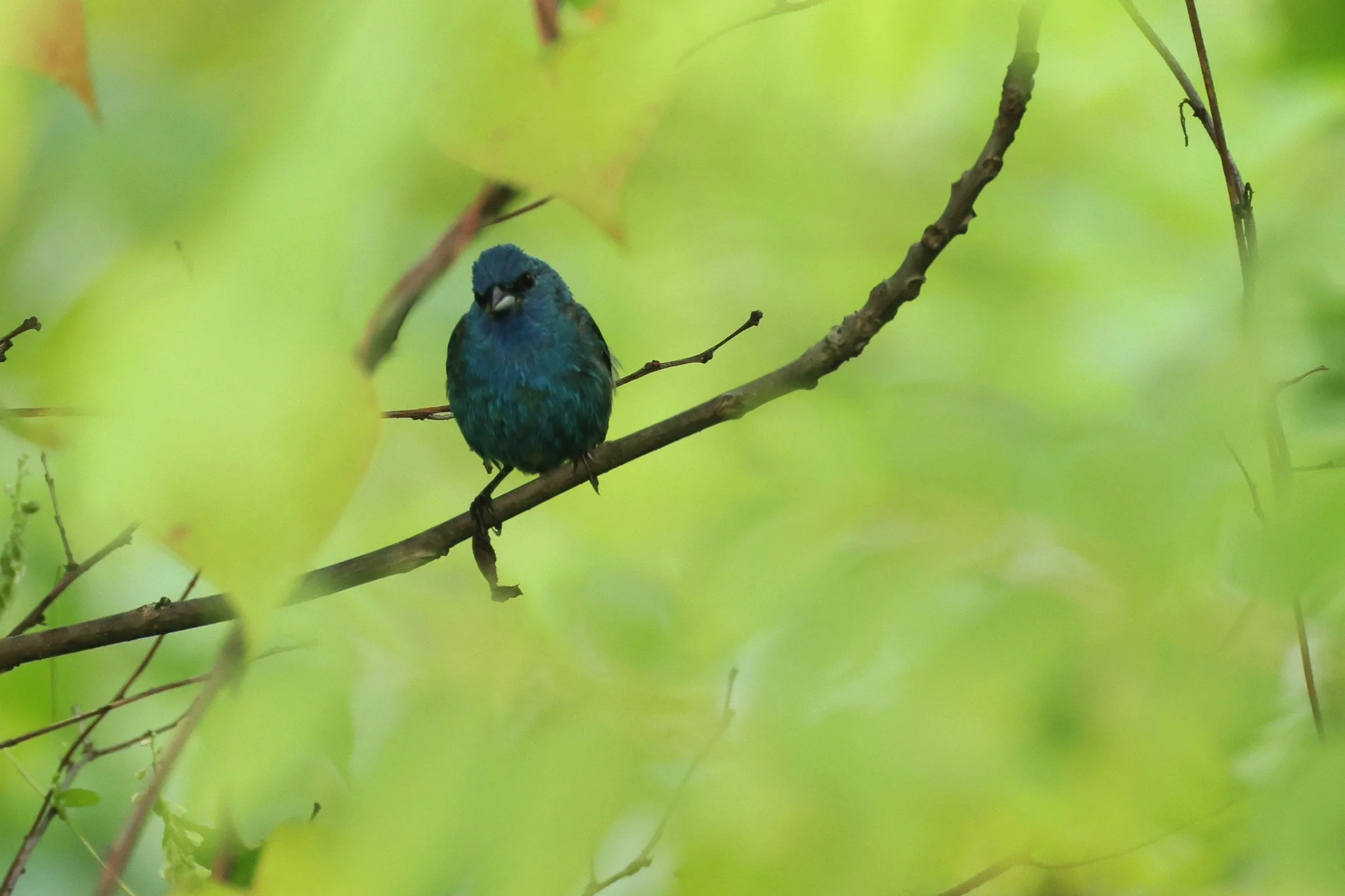INBU indigo bunting   male