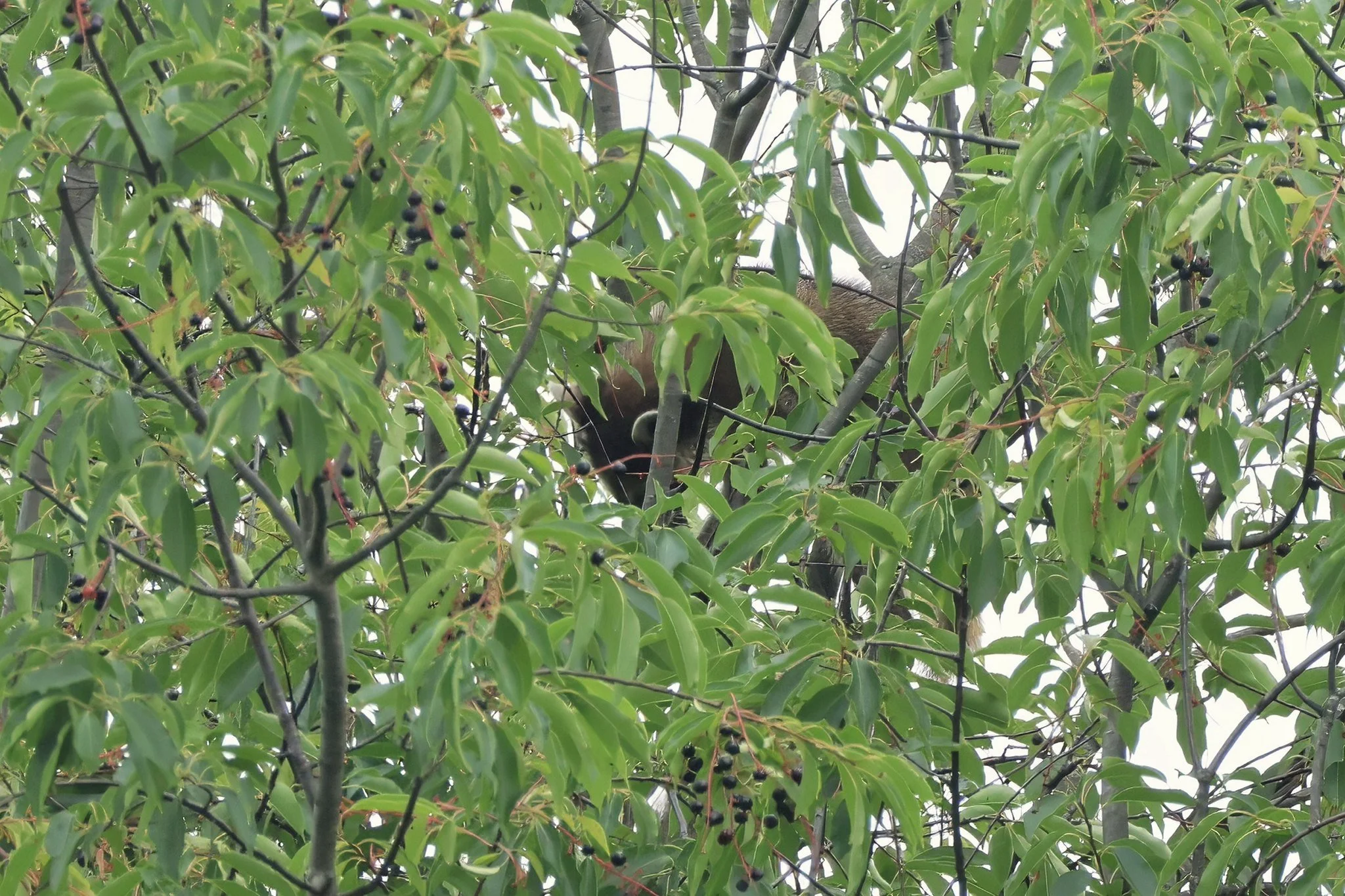 Raccoon  one of three seen in tree