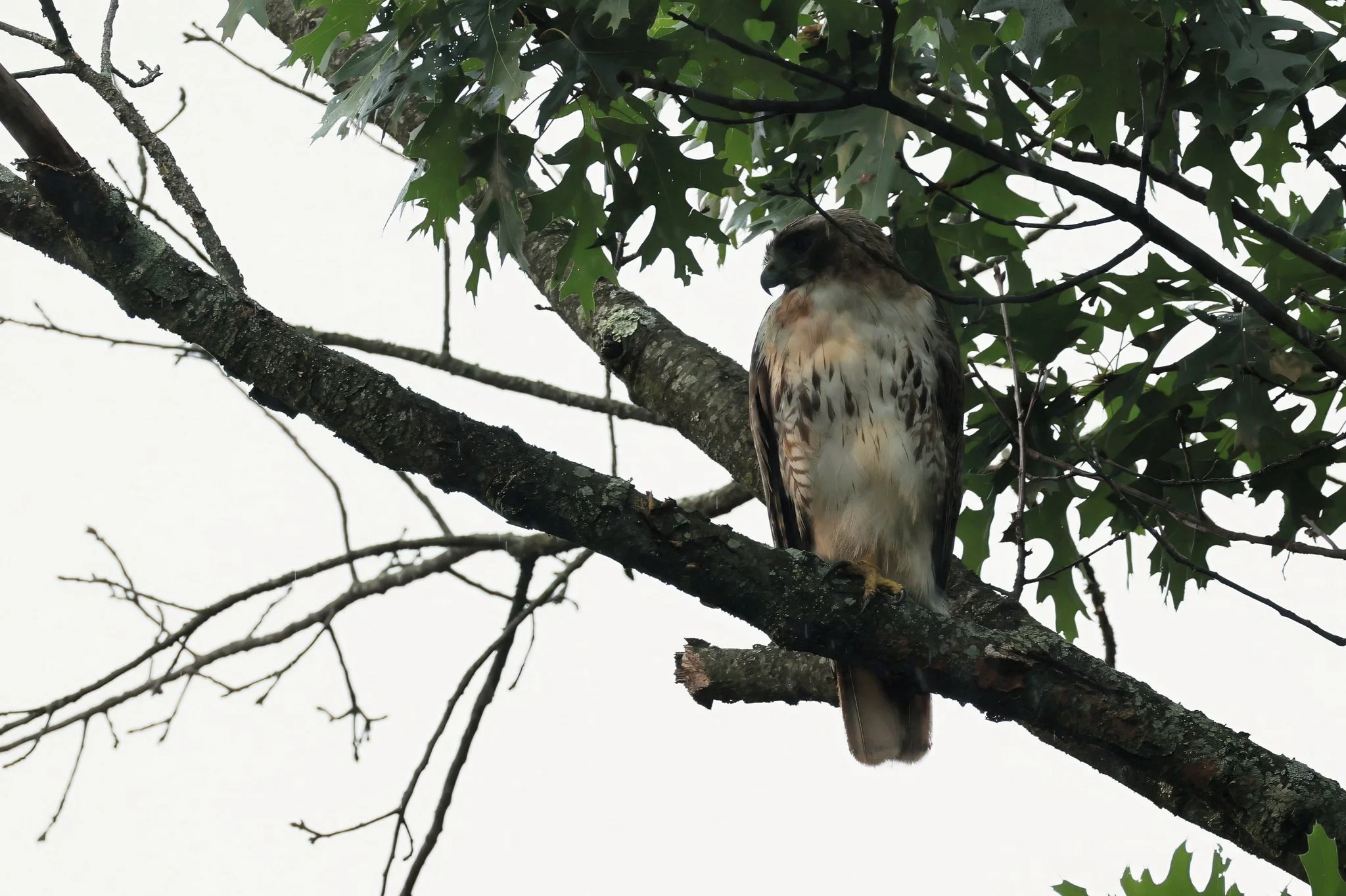 RTHA  red-tailed hawk
