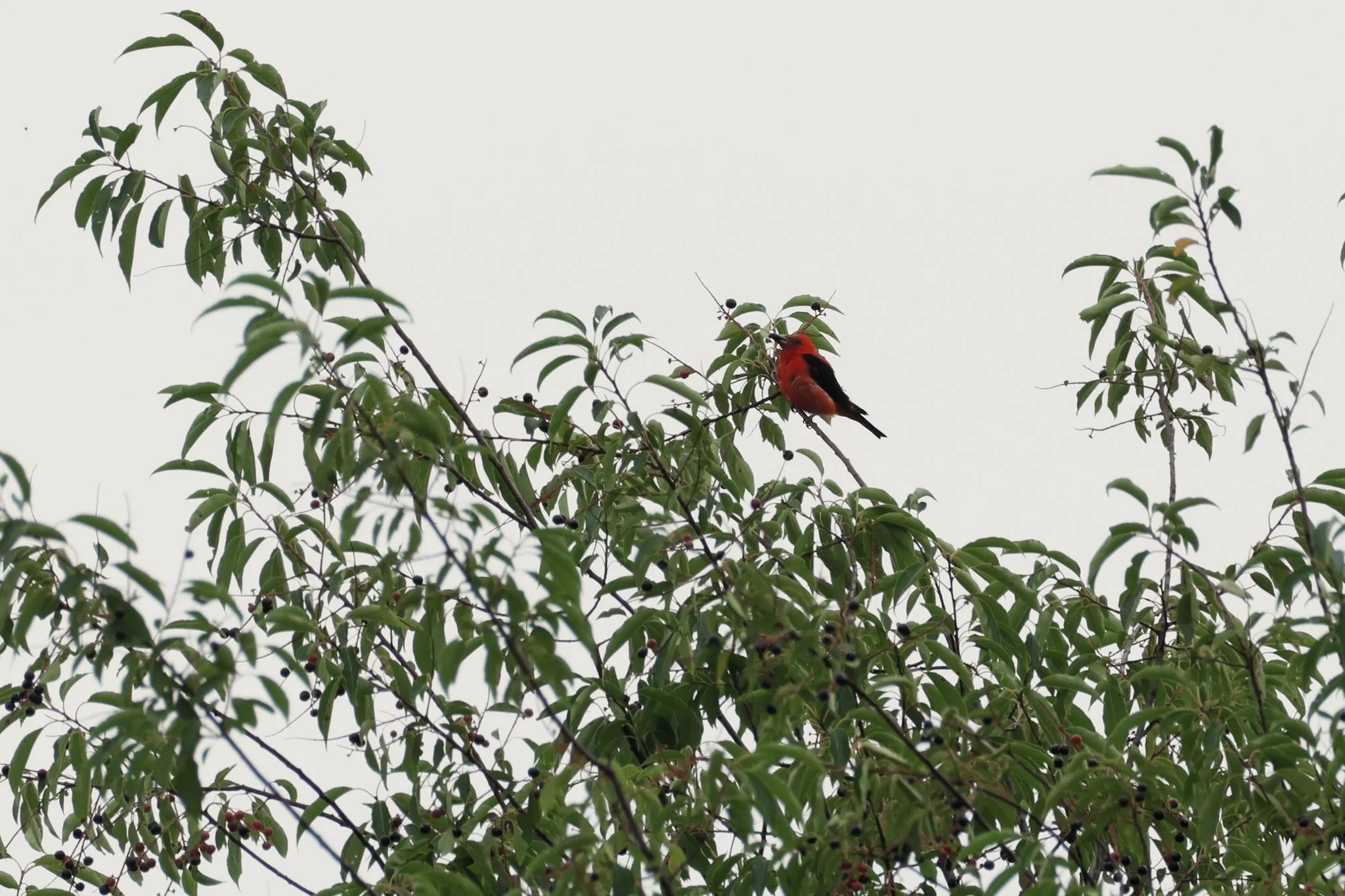 SCTA scarlet tanager
