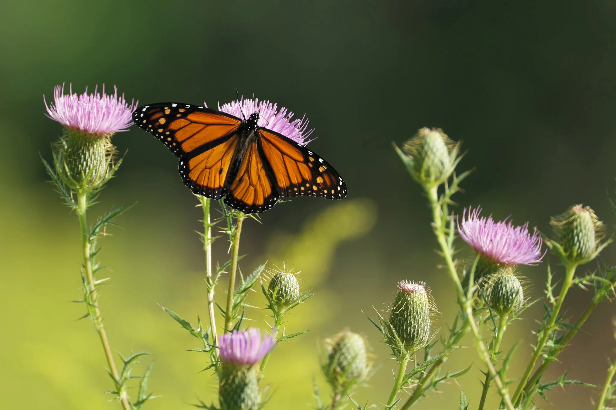 Monarch