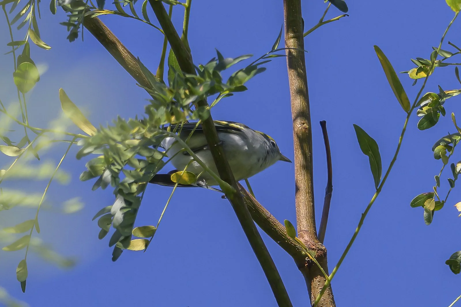 Chestnut-sided Warbler