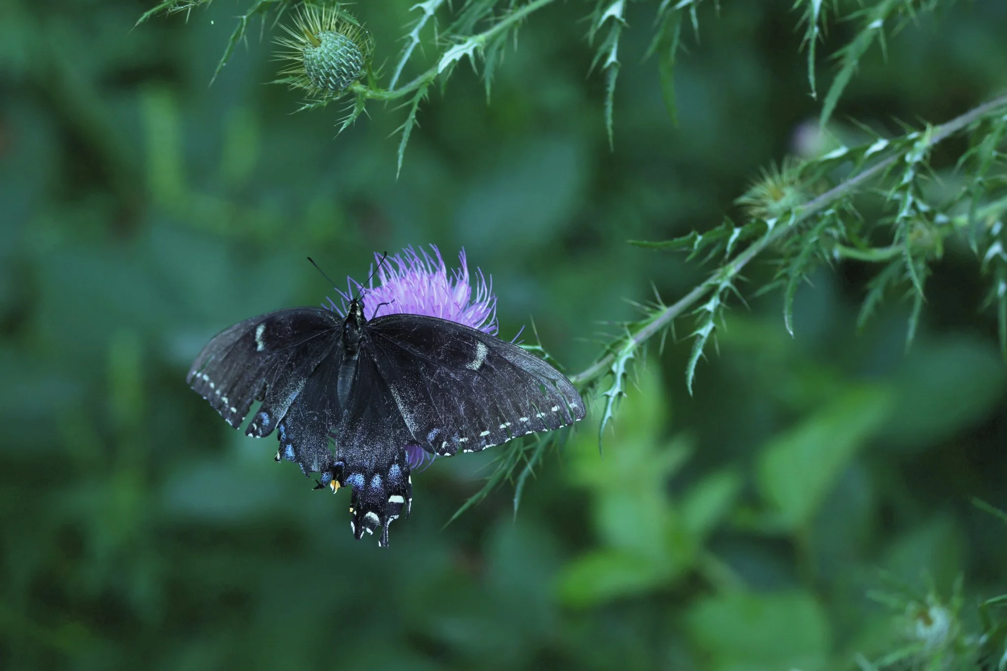 swallowtail