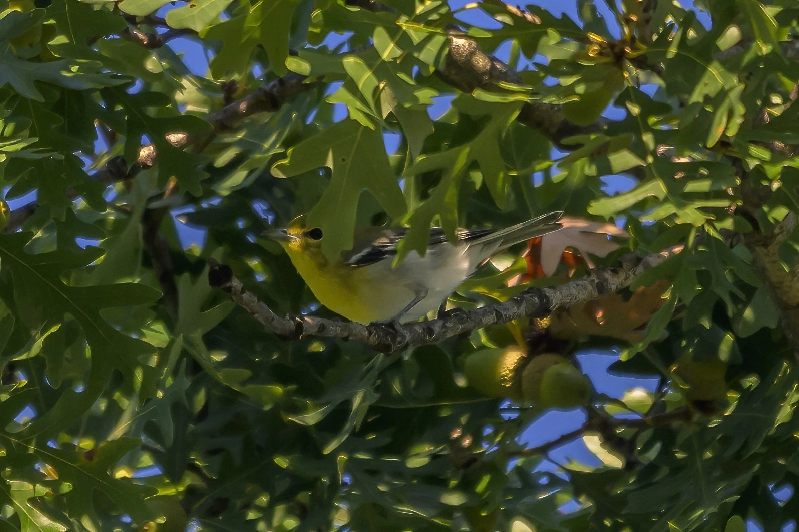 Yellow-throated Vireo