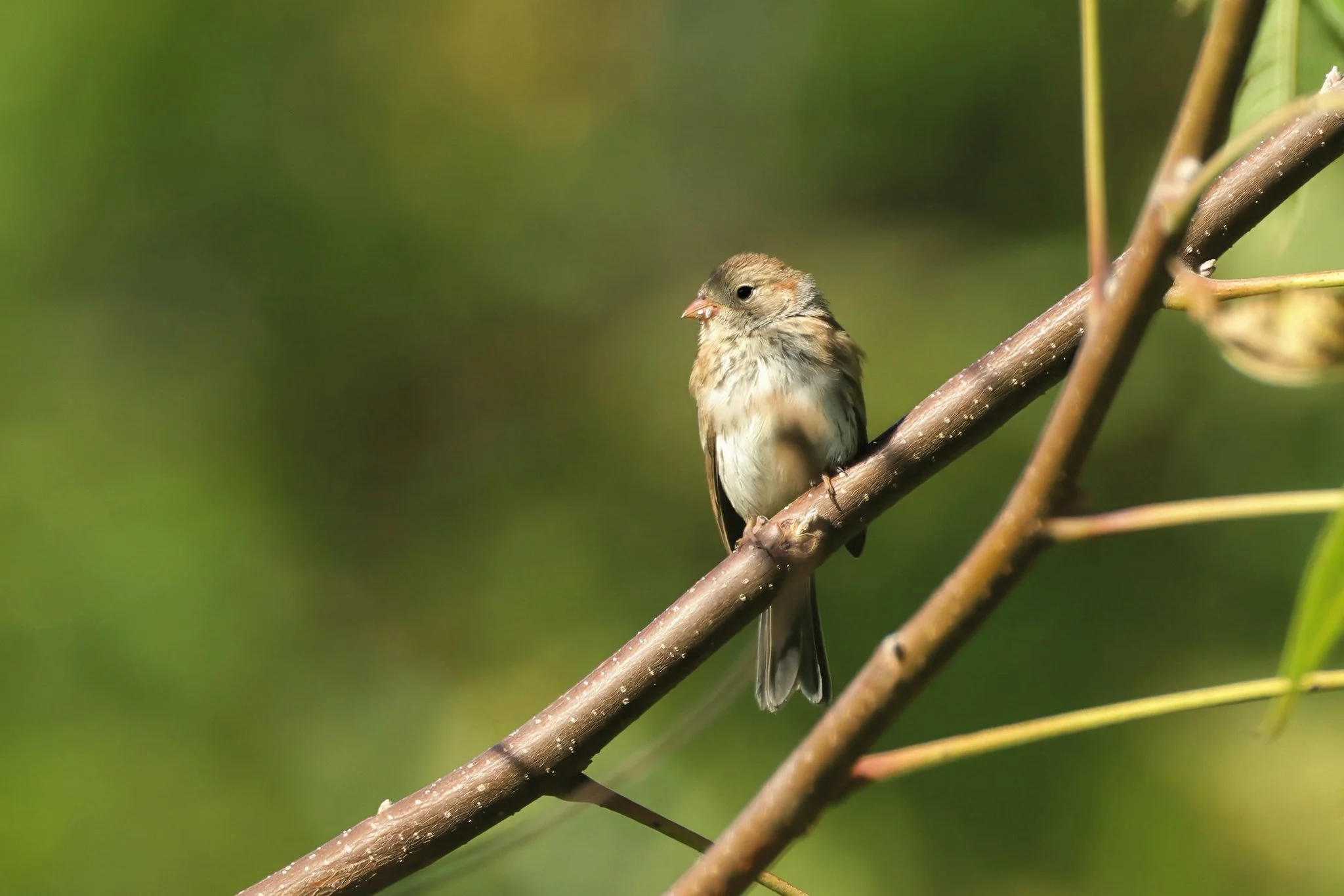 FISP field sparrow
