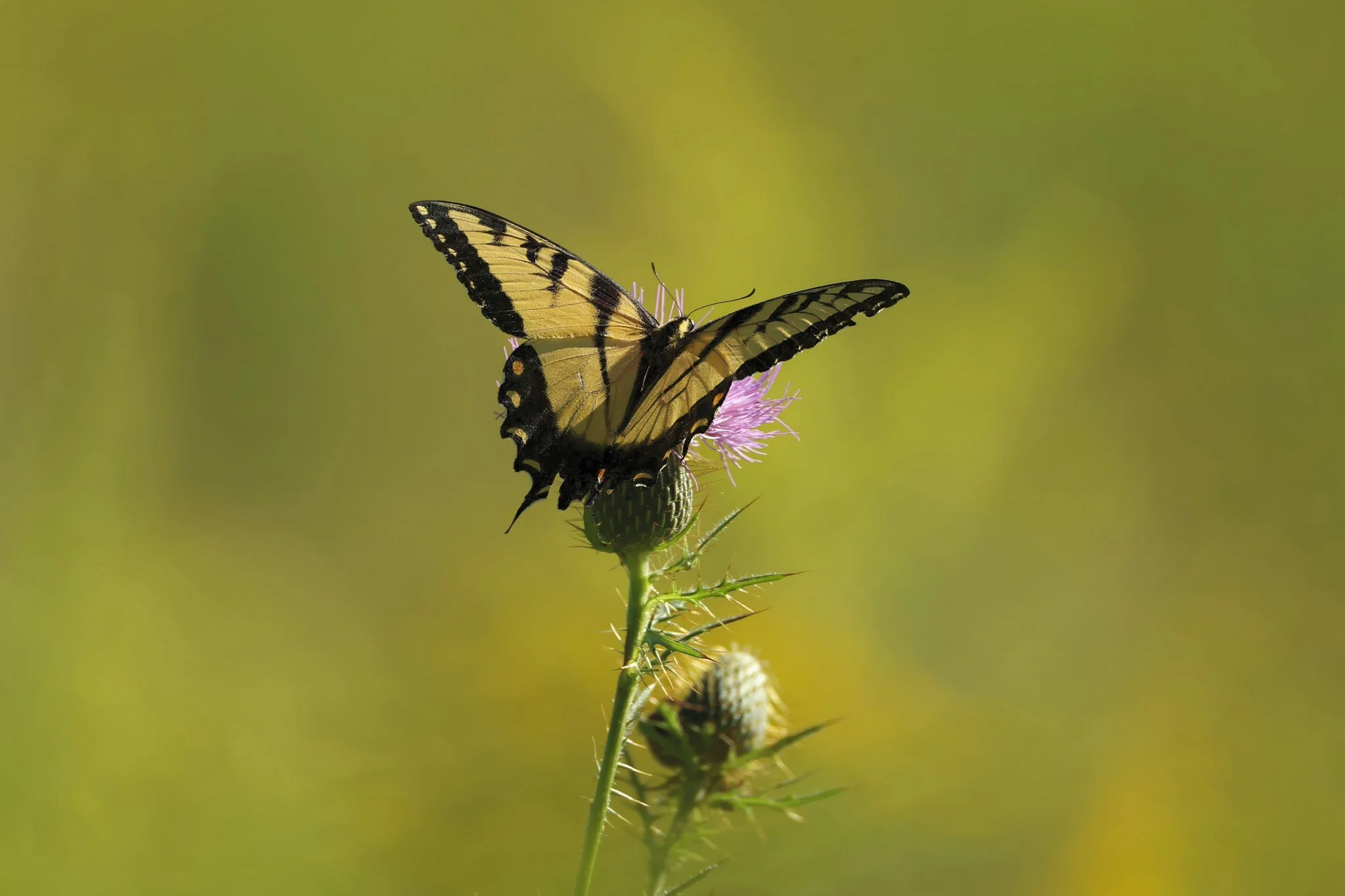 tiger swallowtail