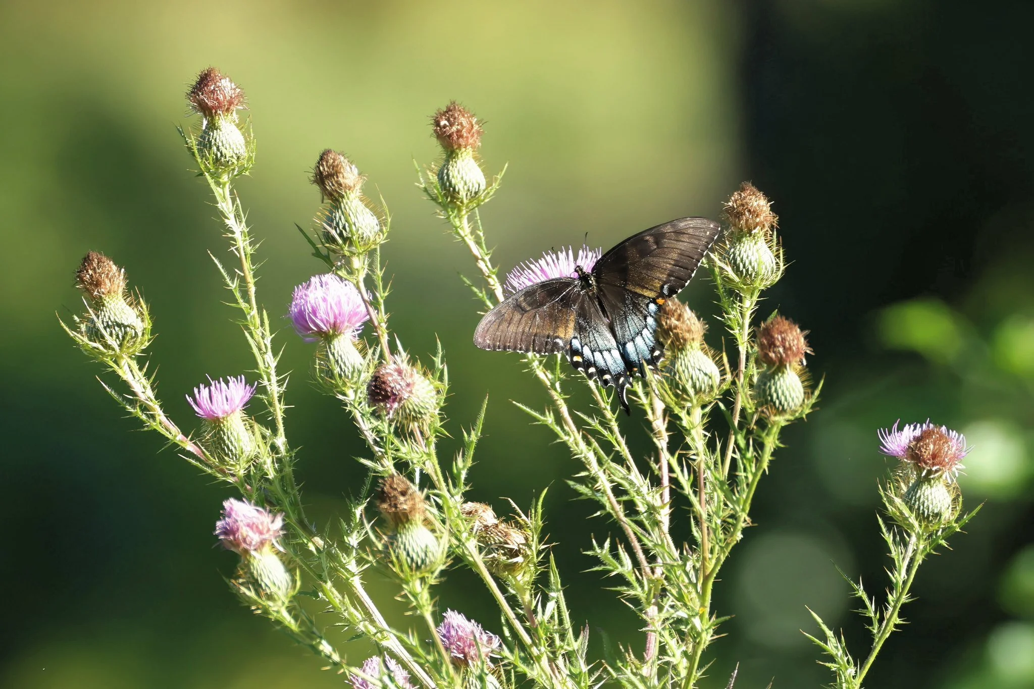 spicebush swallowtail