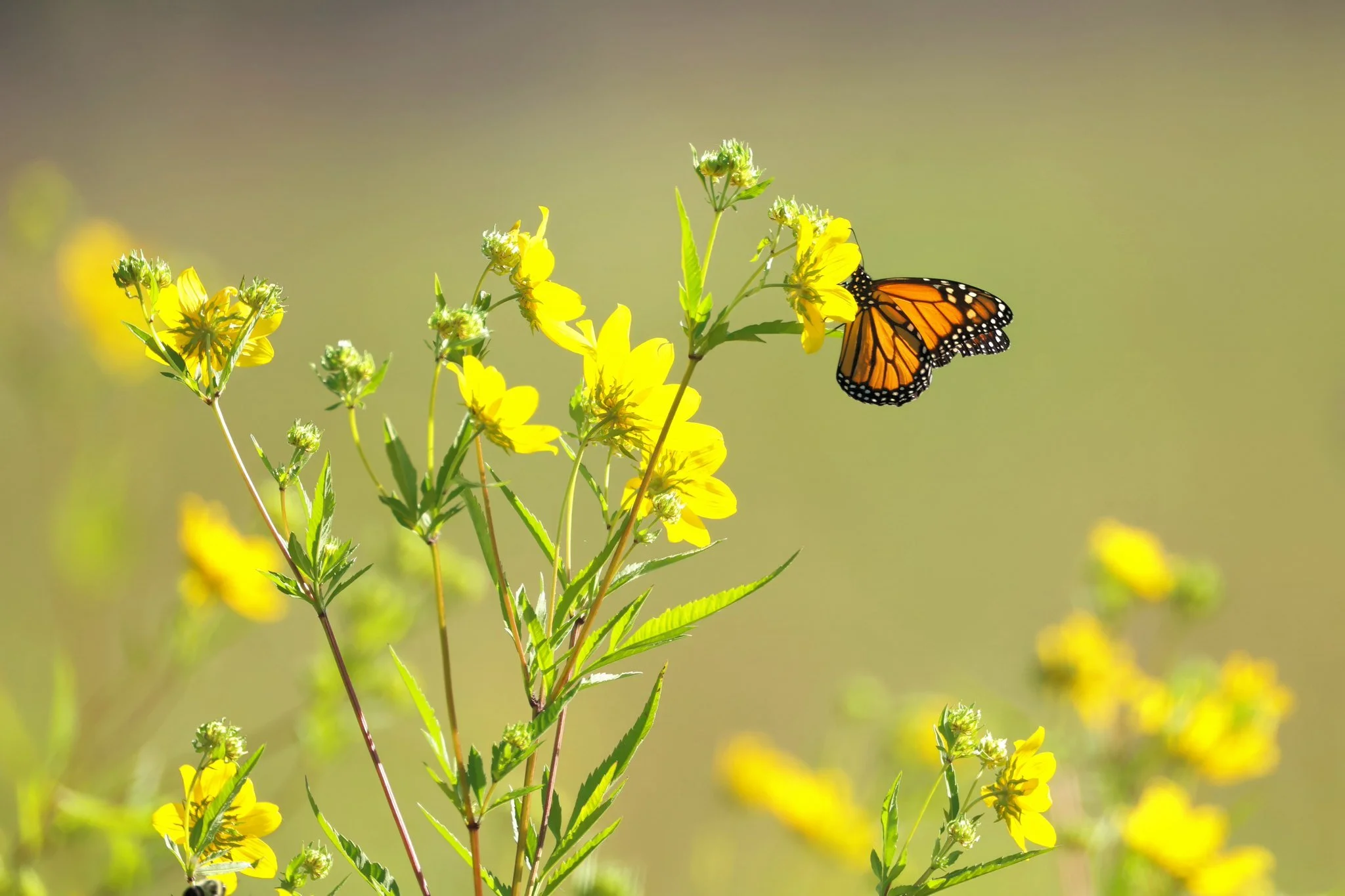 monarch