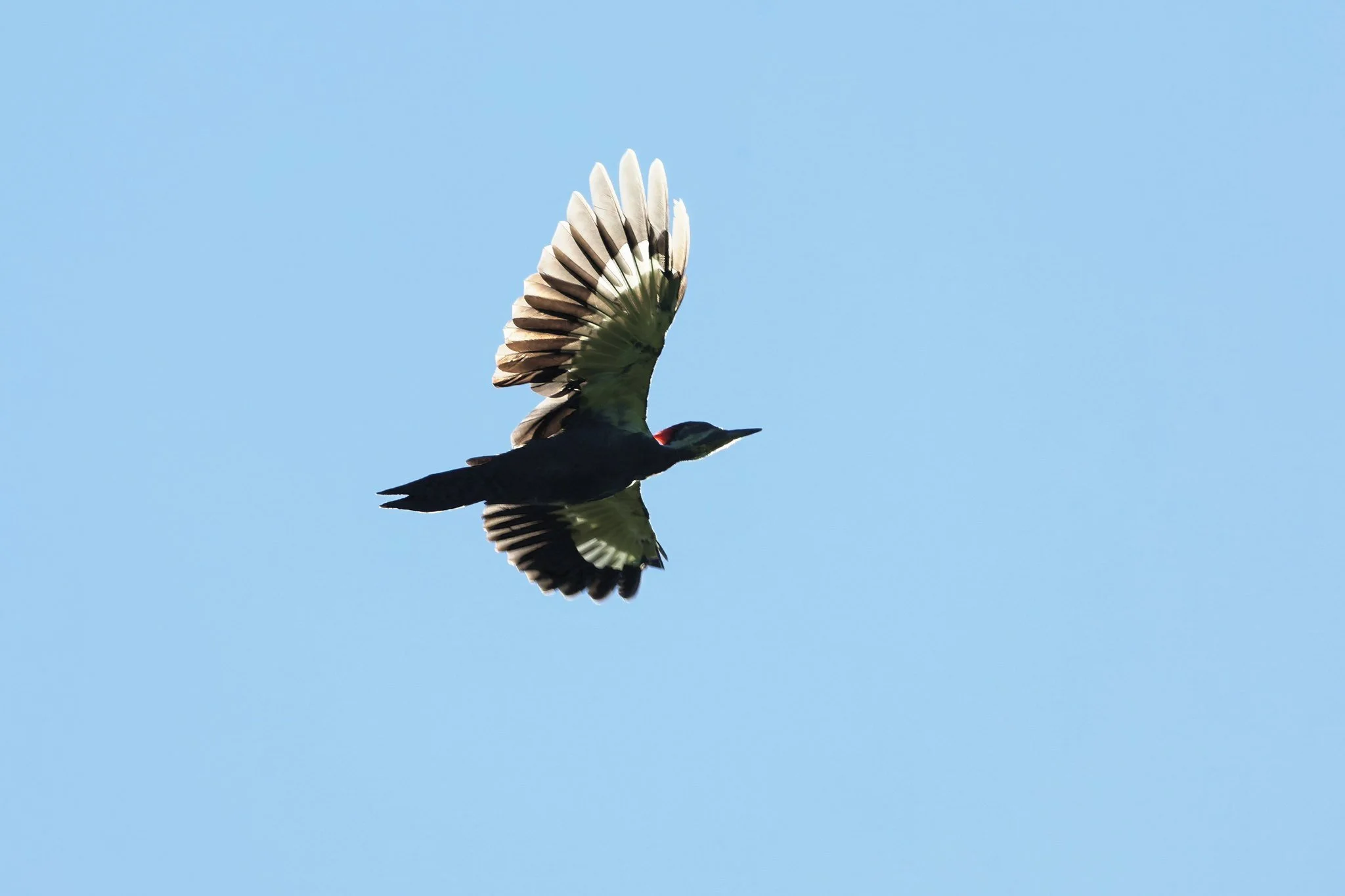 PIWO pileated woodpecker
