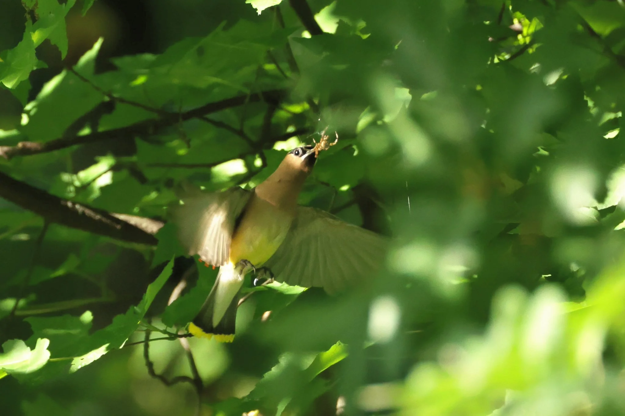 CEWA cedar waxwing with spider