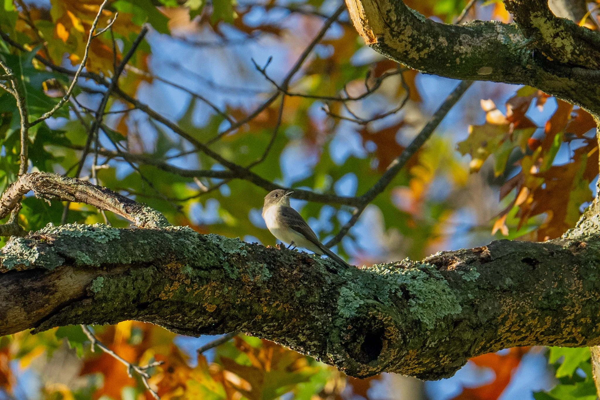 Eastern Phoebe