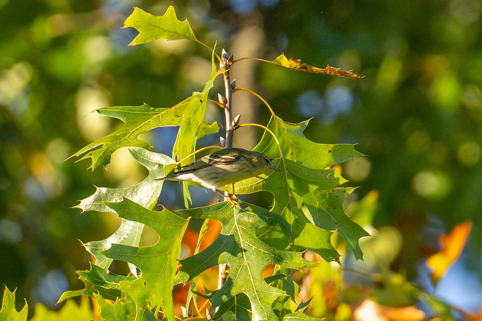 Blackpoll Warbler