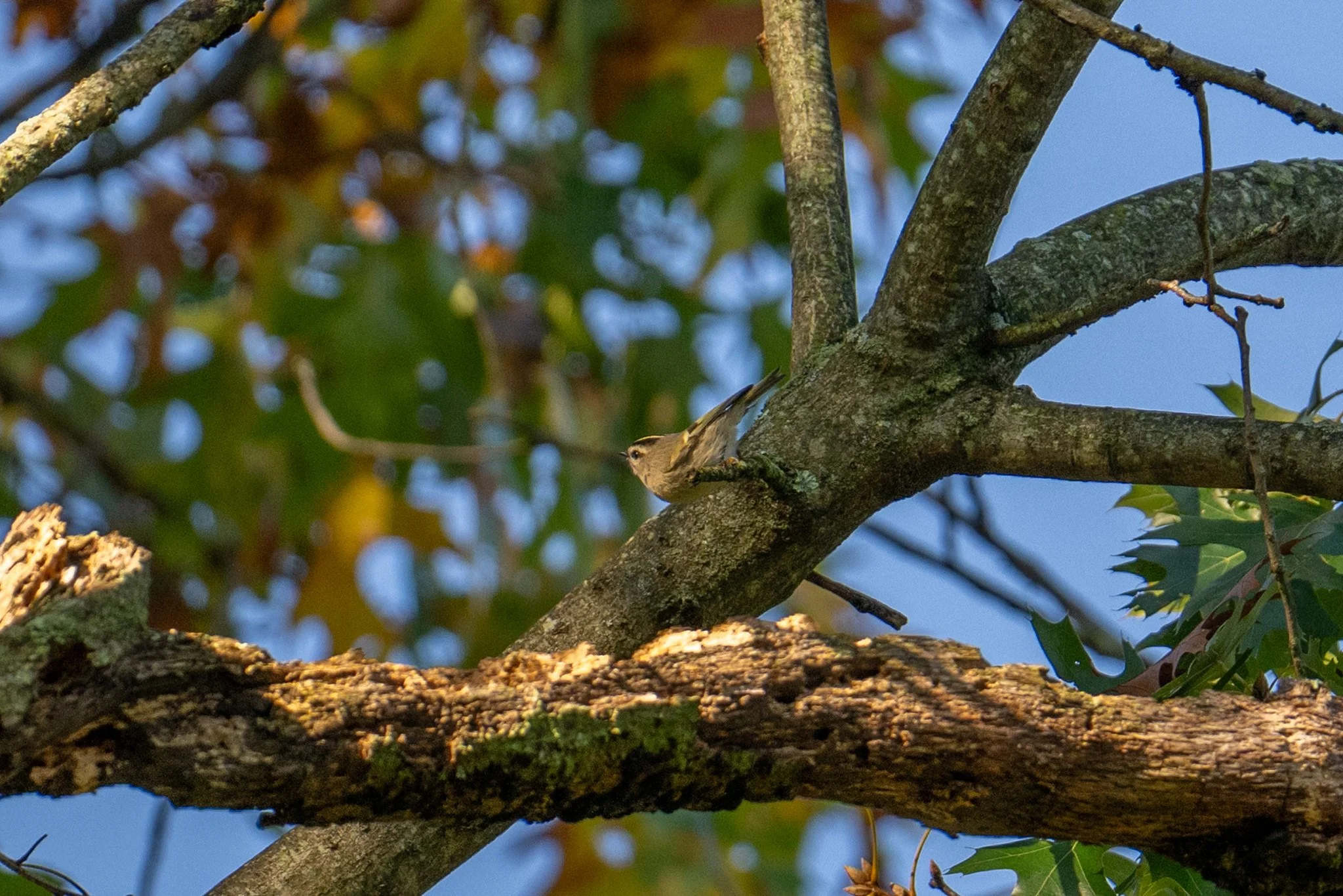 Golden-crowned Kinglet