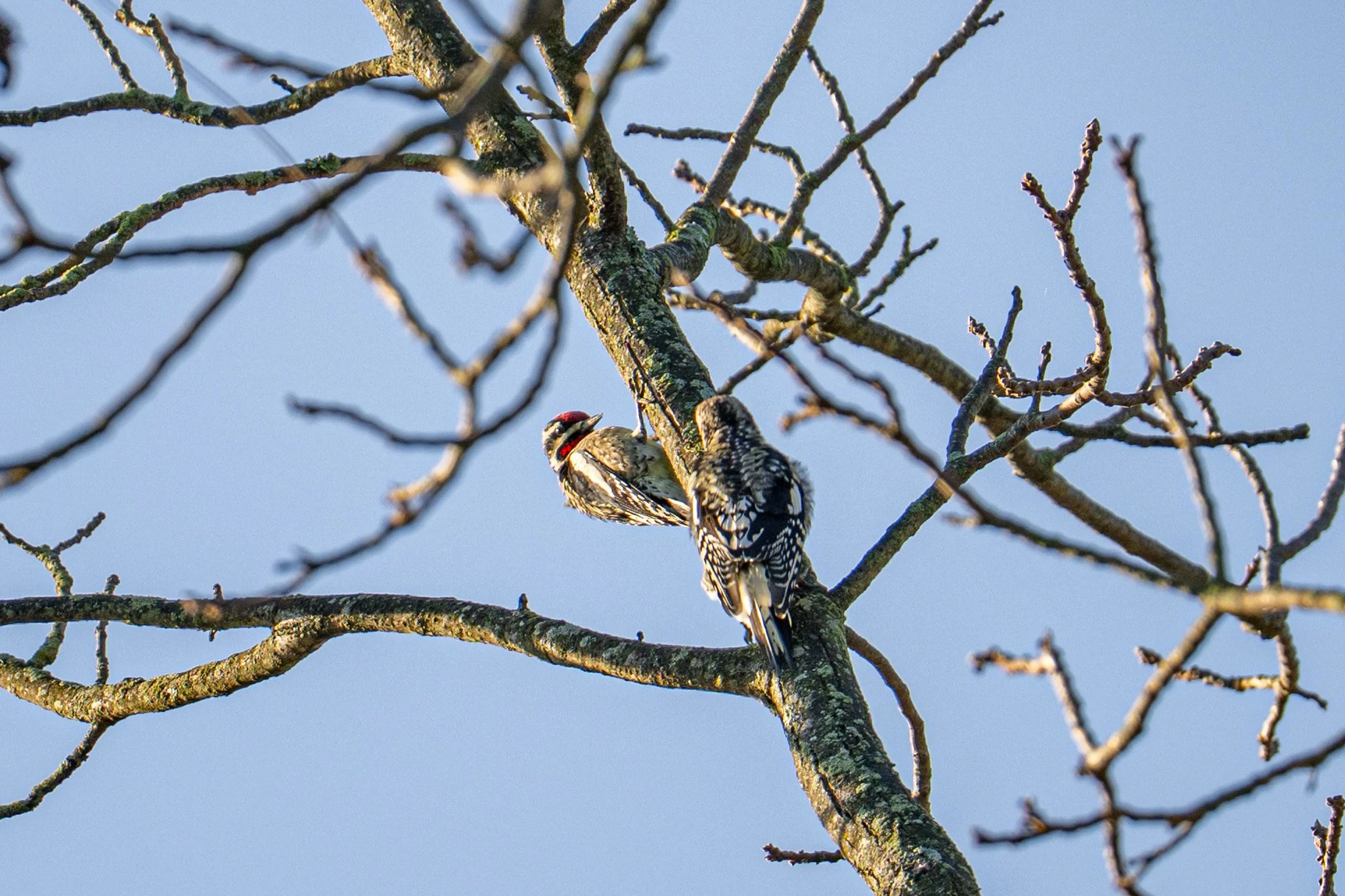 Yellow-bellied Sapsuckers