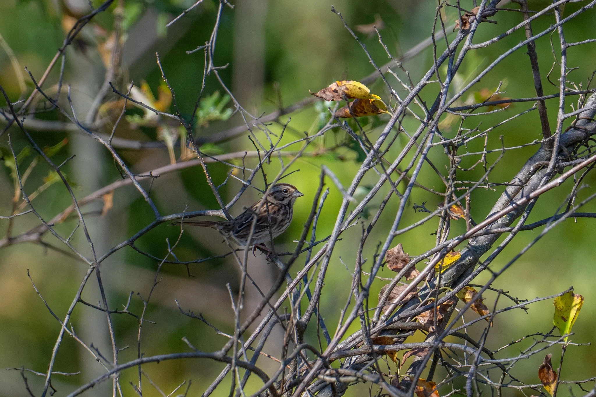 Song Sparrow