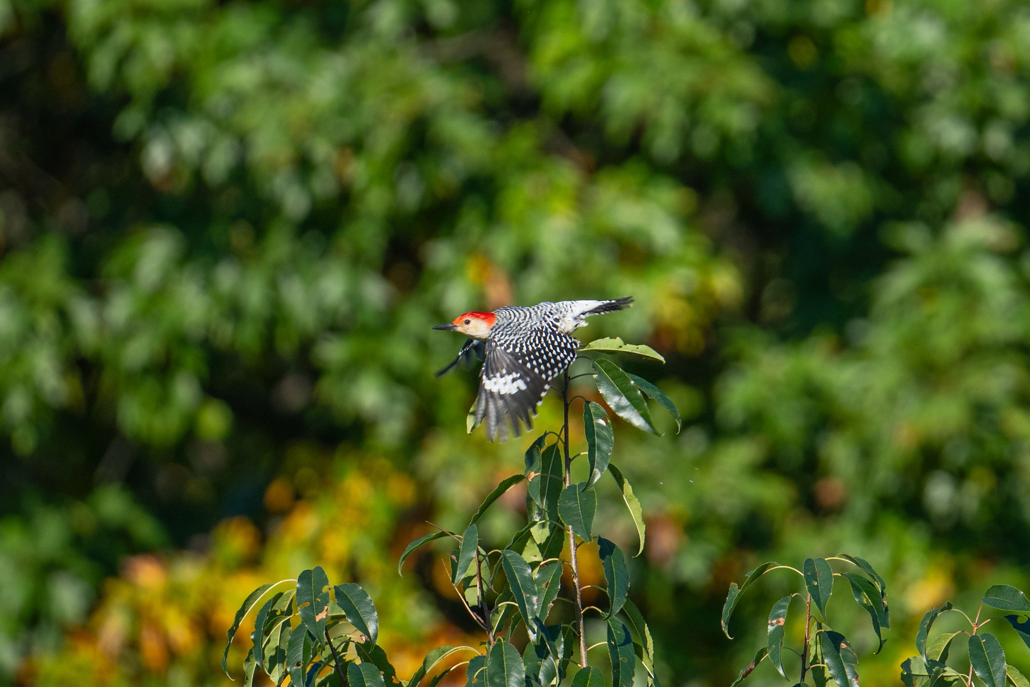 Red-bellied Woodpecker