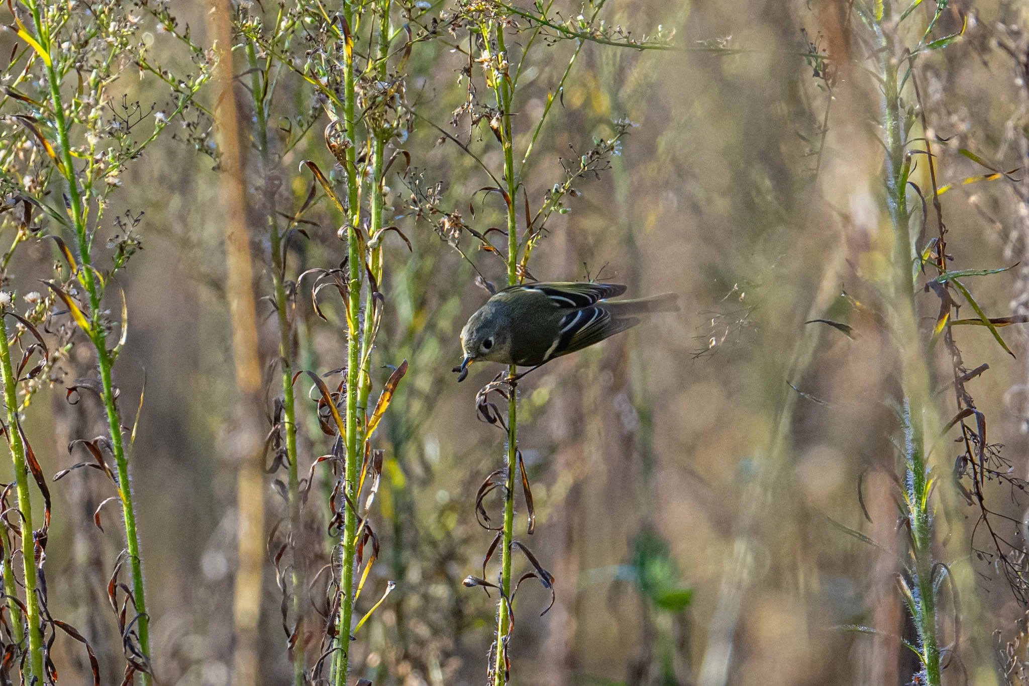 Ruby-crowned Kinglet